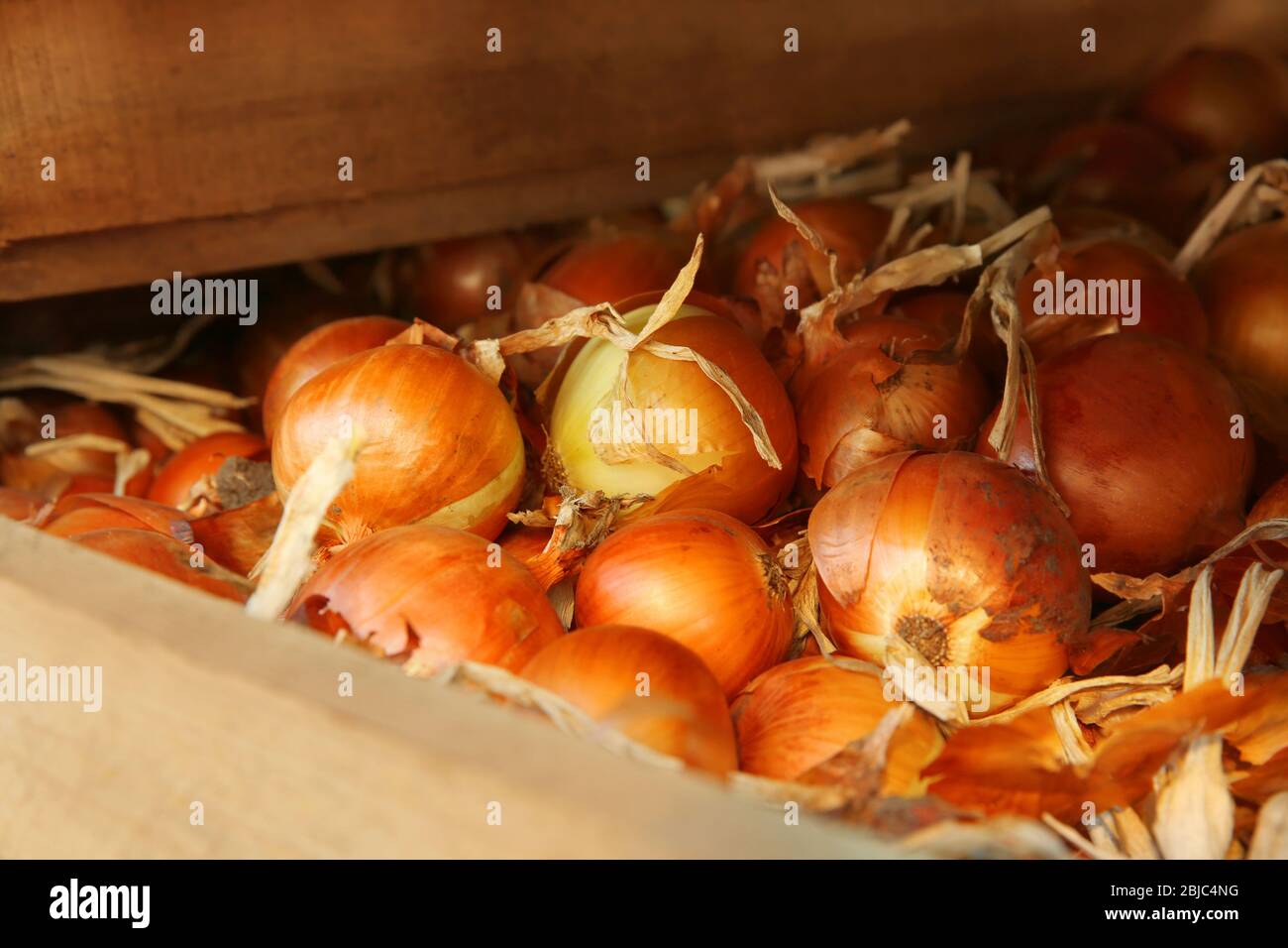 Tractor harvesting onions hi-res stock photography and images - Alamy