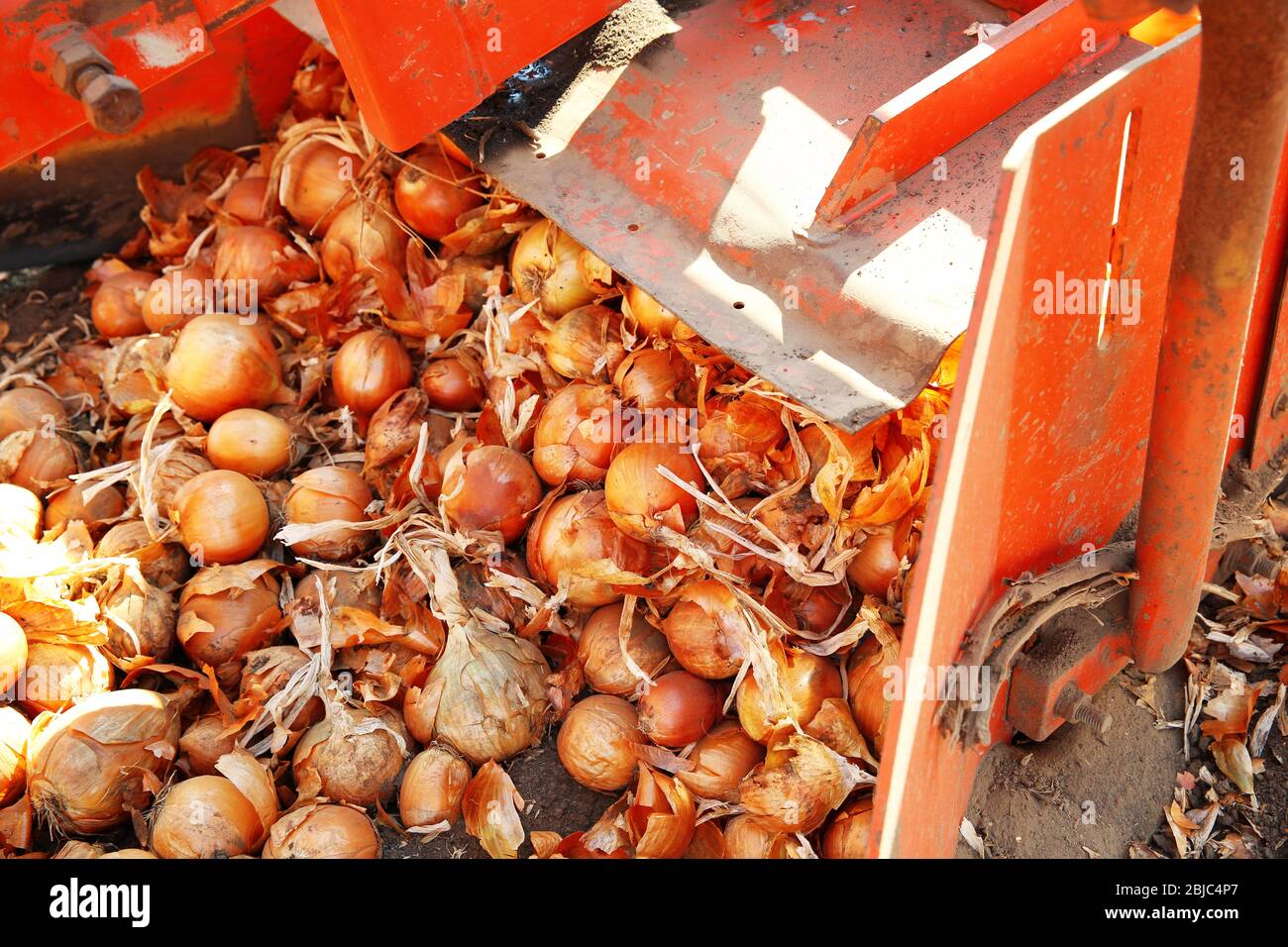 Onion harvesting hires stock photography and images Alamy