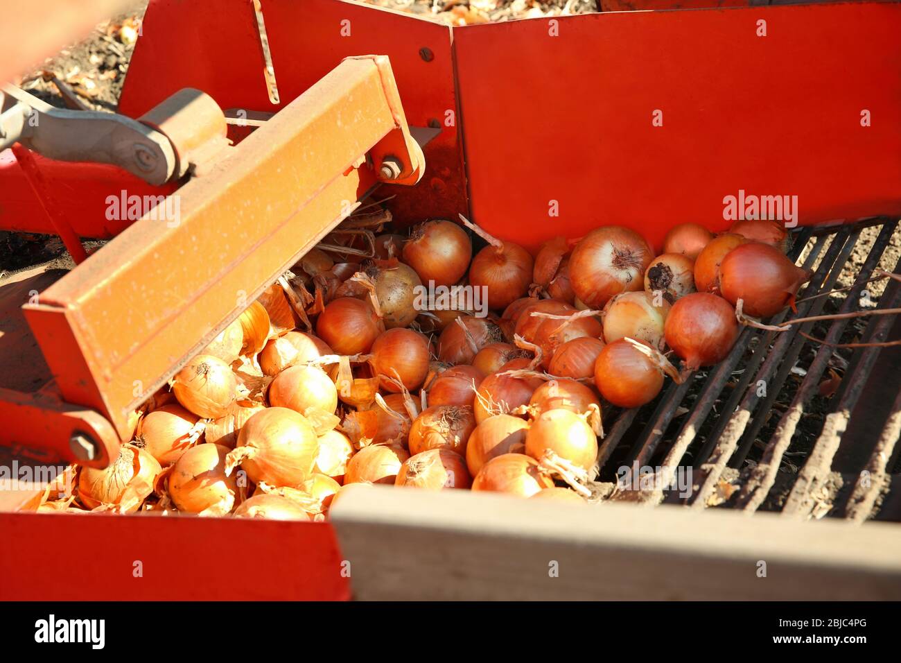 Onion Harvesting High Resolution Stock Photography and Images - Alamy