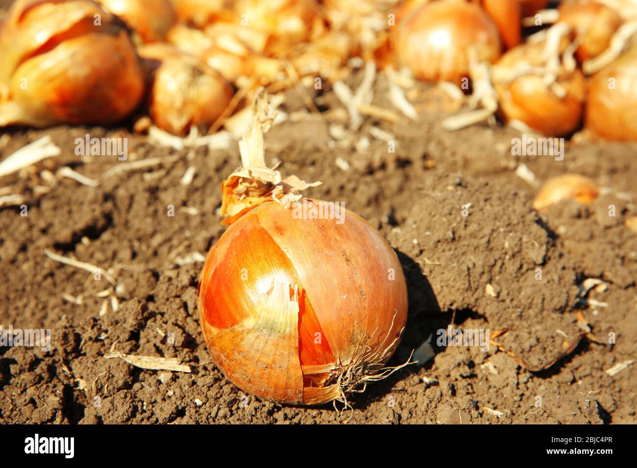 Onions ready for harvest Stock Photo Alamy