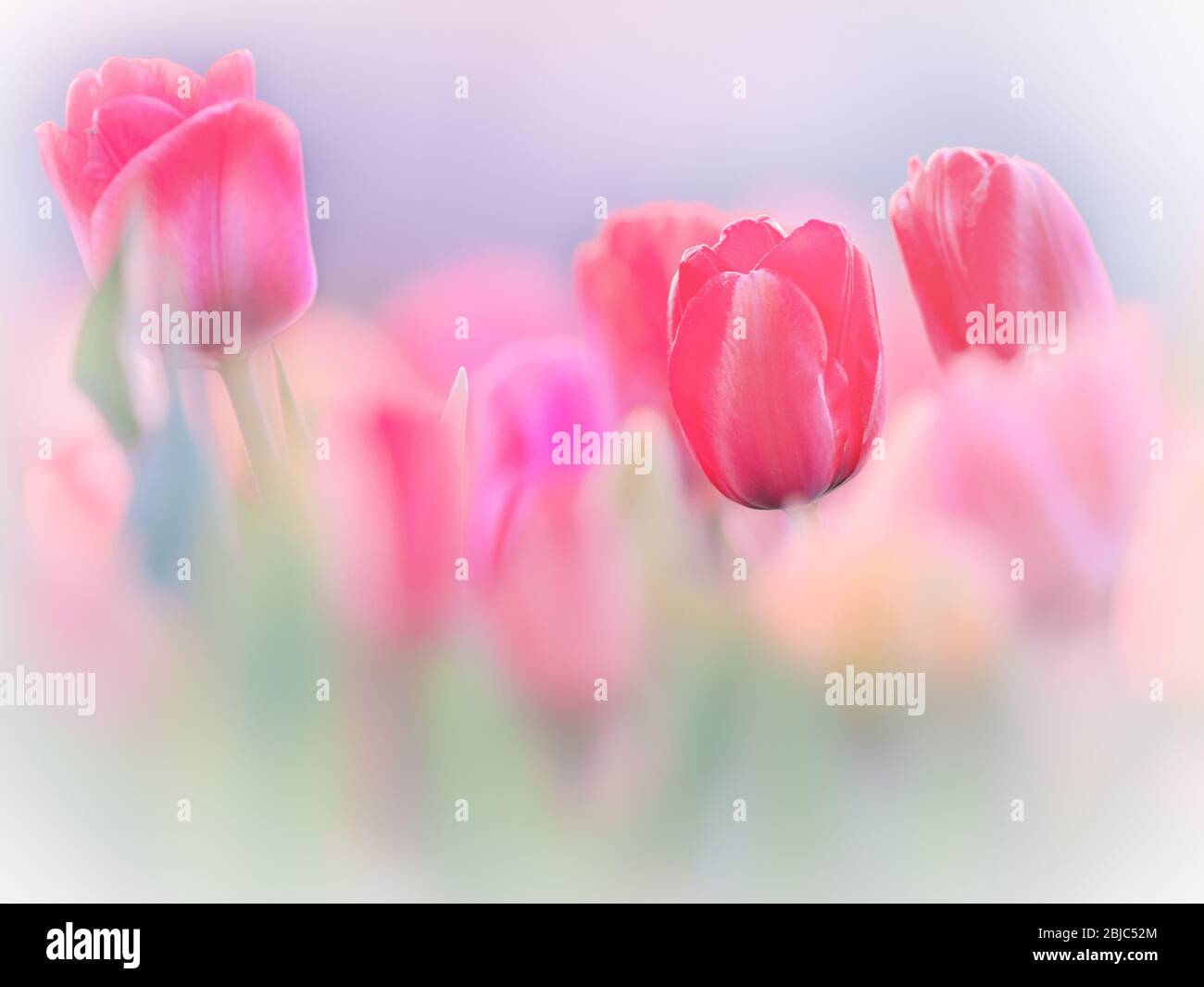 the colours of tulips Stock Photo