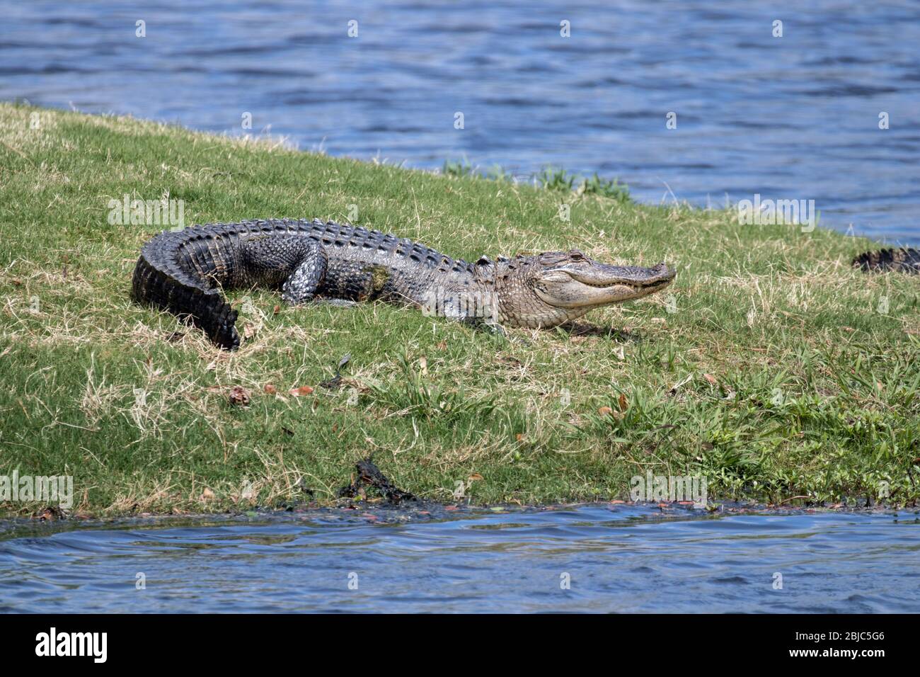 Alligators near the water at Oyster Bay Golf Course in Sunset Beach