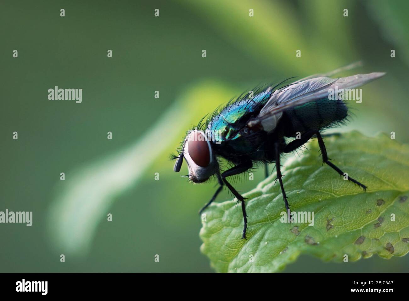 Lucilia sericata - green fly Stock Photo