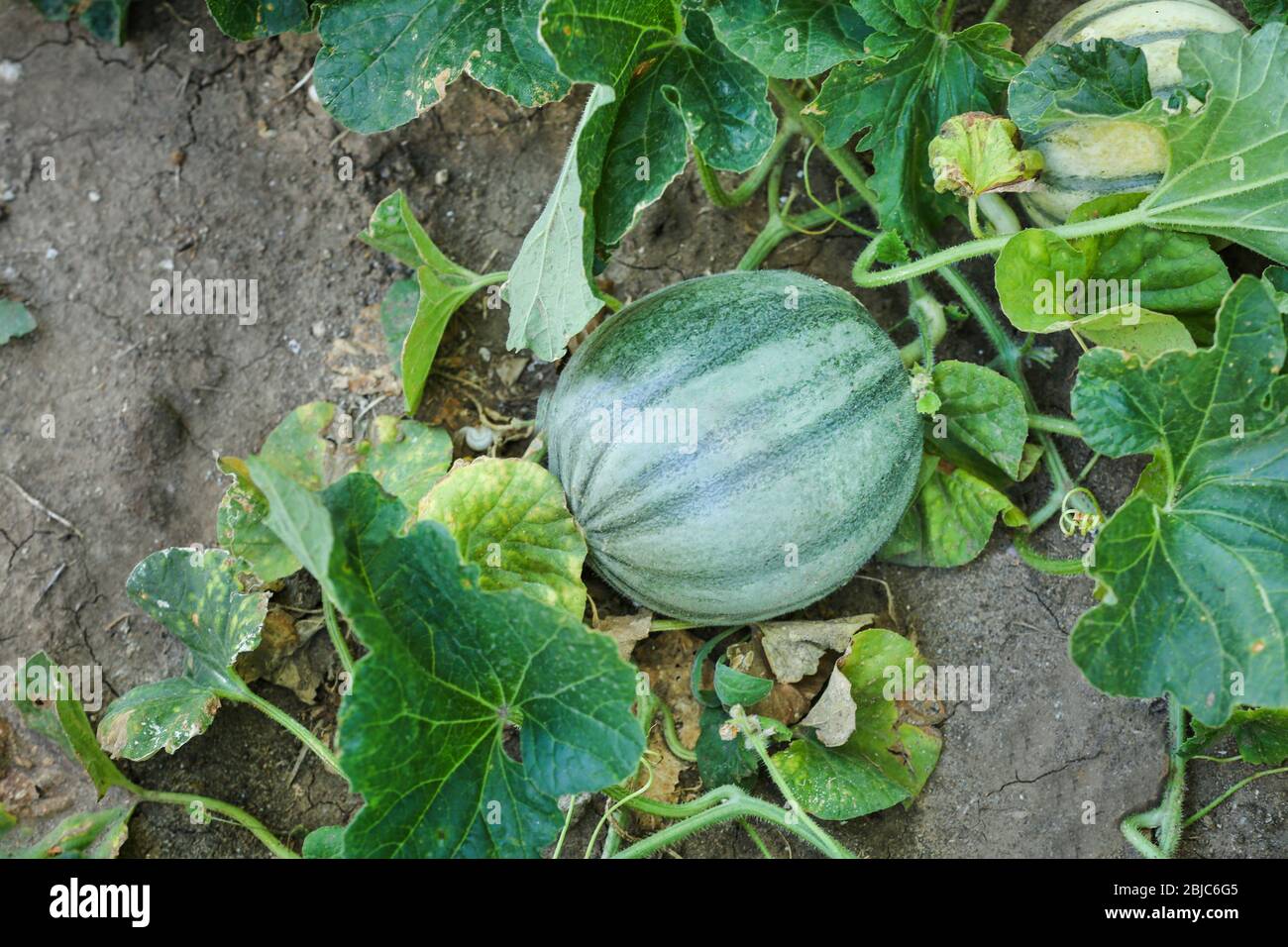 Pumpkin on garden bed Stock Photo - Alamy