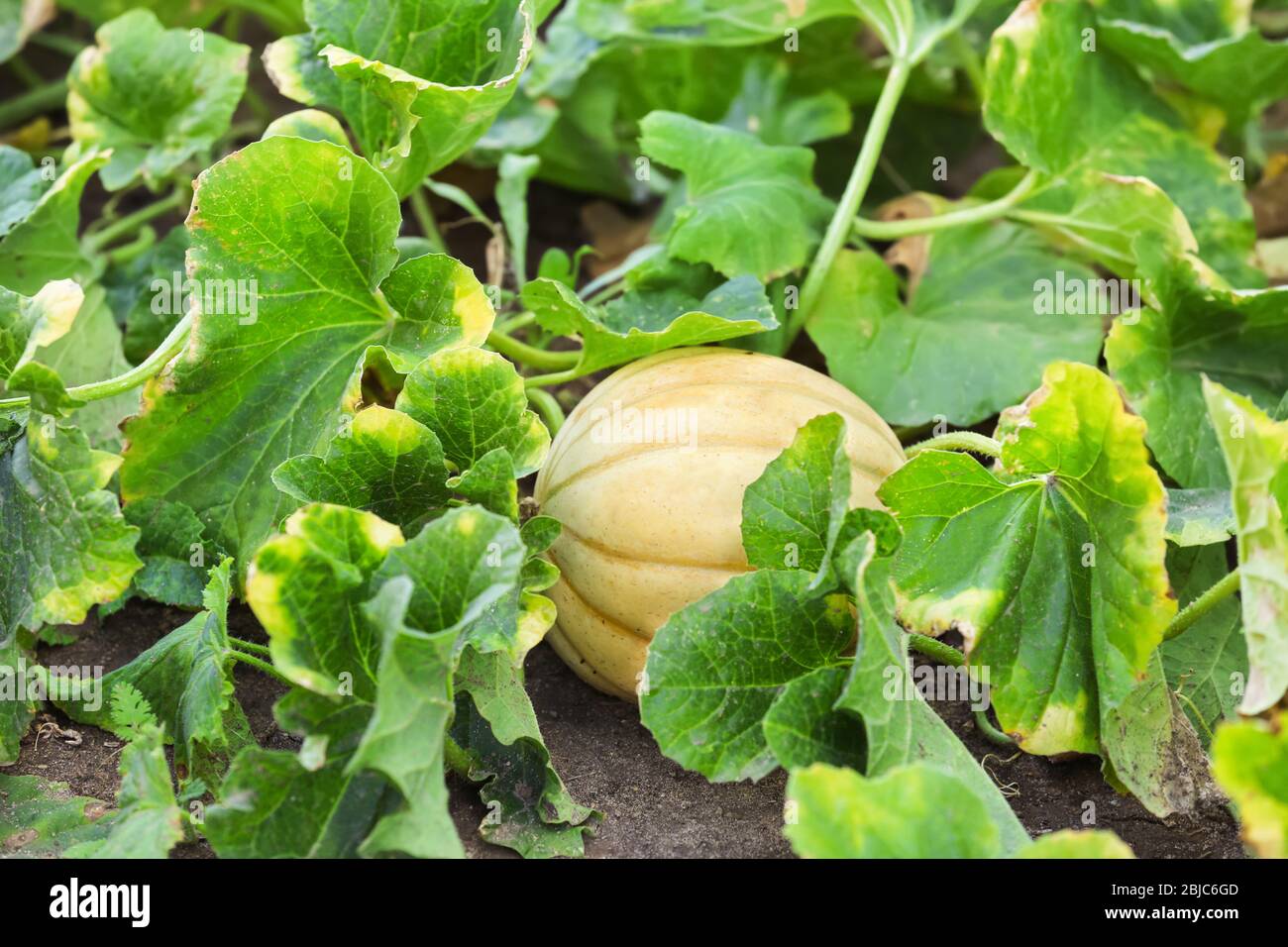 Pumpkin on garden bed Stock Photo Alamy