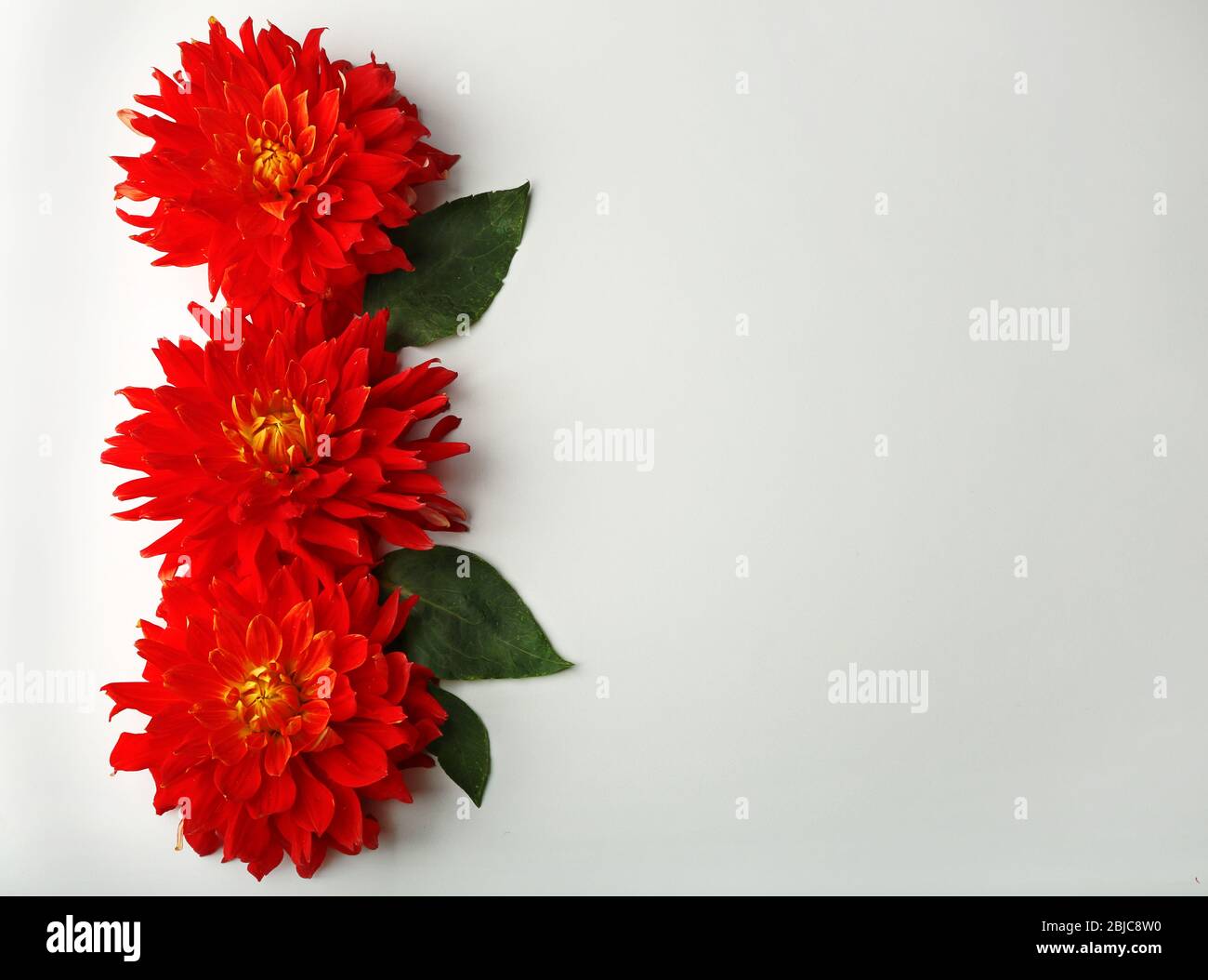 Beautiful red dahlia flowers on white background Stock Photo - Alamy