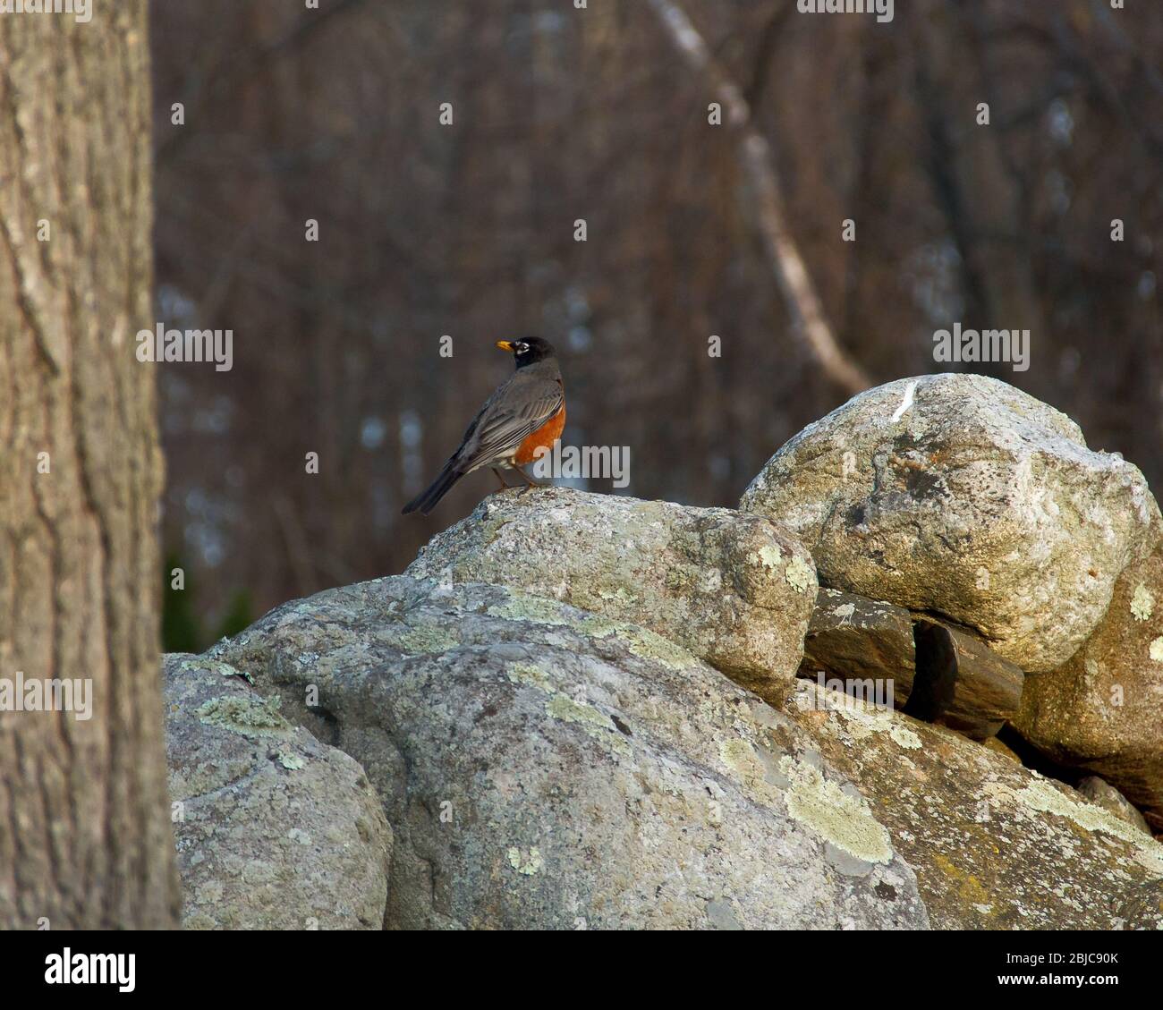 A robin pauses on a stone wall on an early springtime day in New England. Stock Photo