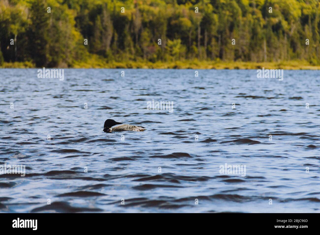 A Loon turns its head on Long Pond in Benton, NH Stock Photo