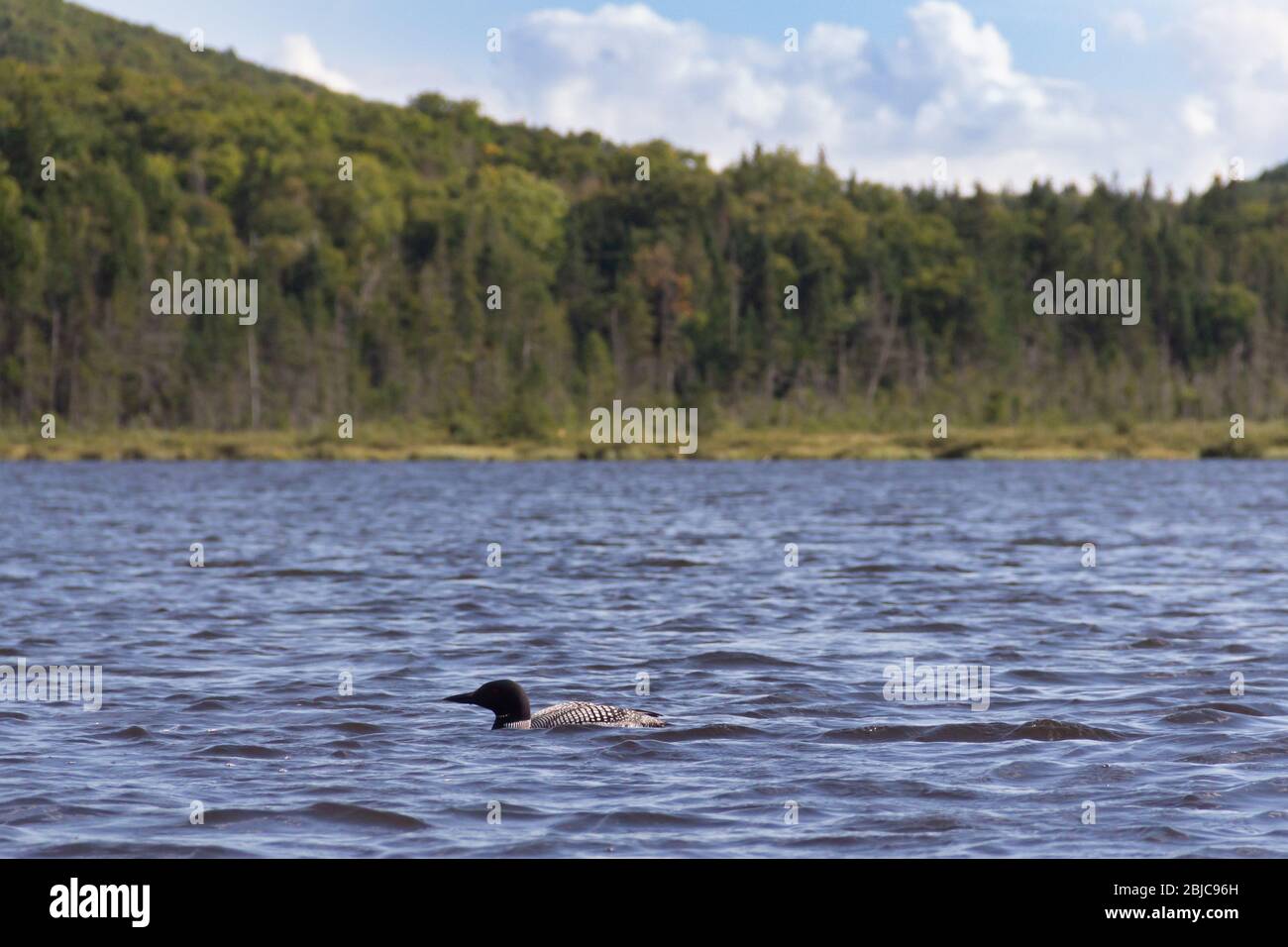 Loon floating the day away among the White Mountains of New Hampshire Stock Photo