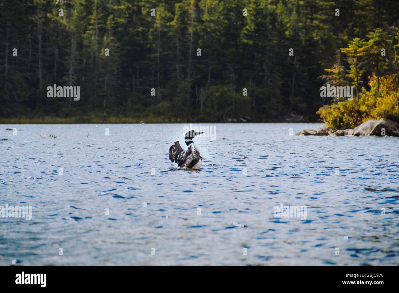 Loon rising out of the water on Long Pond, Benton, NH Stock Photo