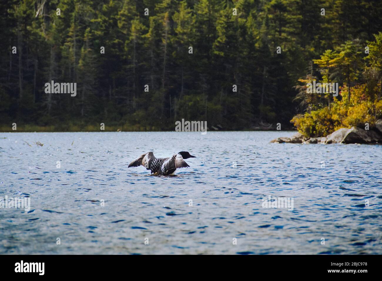 Loon rising out of the water on Long Pond, Benton, NH Stock Photo