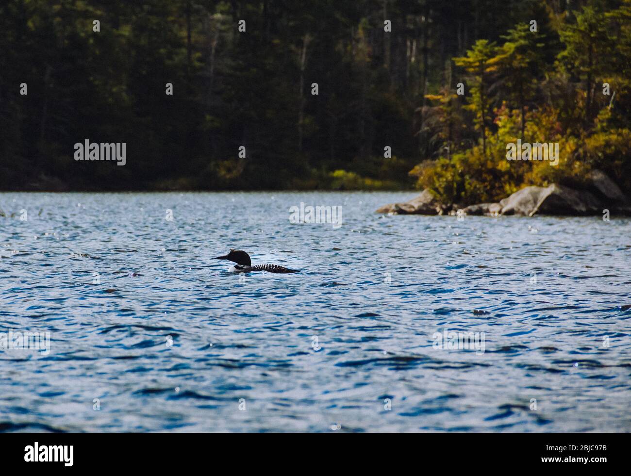 Loon floating the day away among the White Mountains of New Hampshire Stock Photo