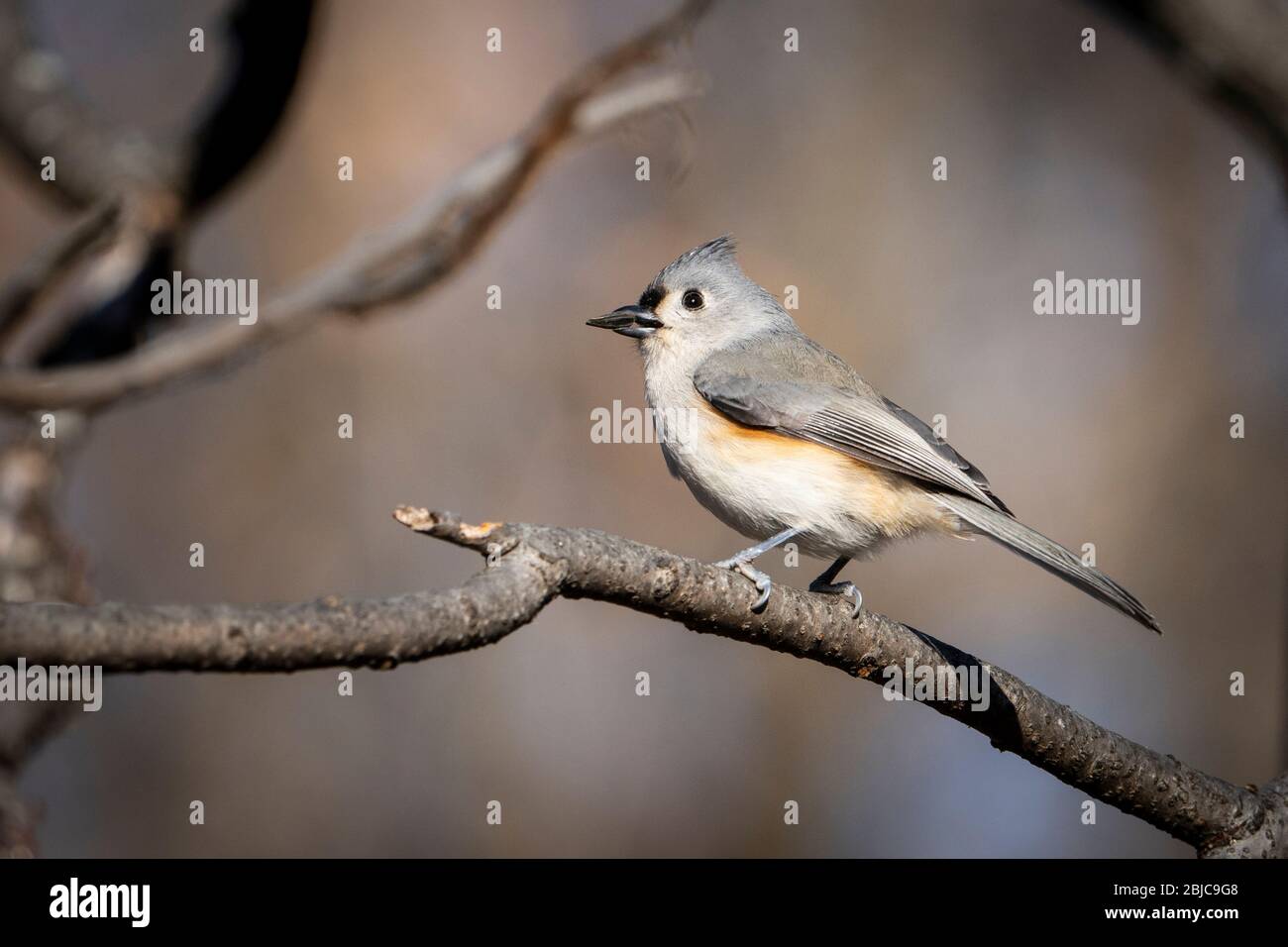 Tufted titmouse perched in a tree during a winter morning. Stock Photo