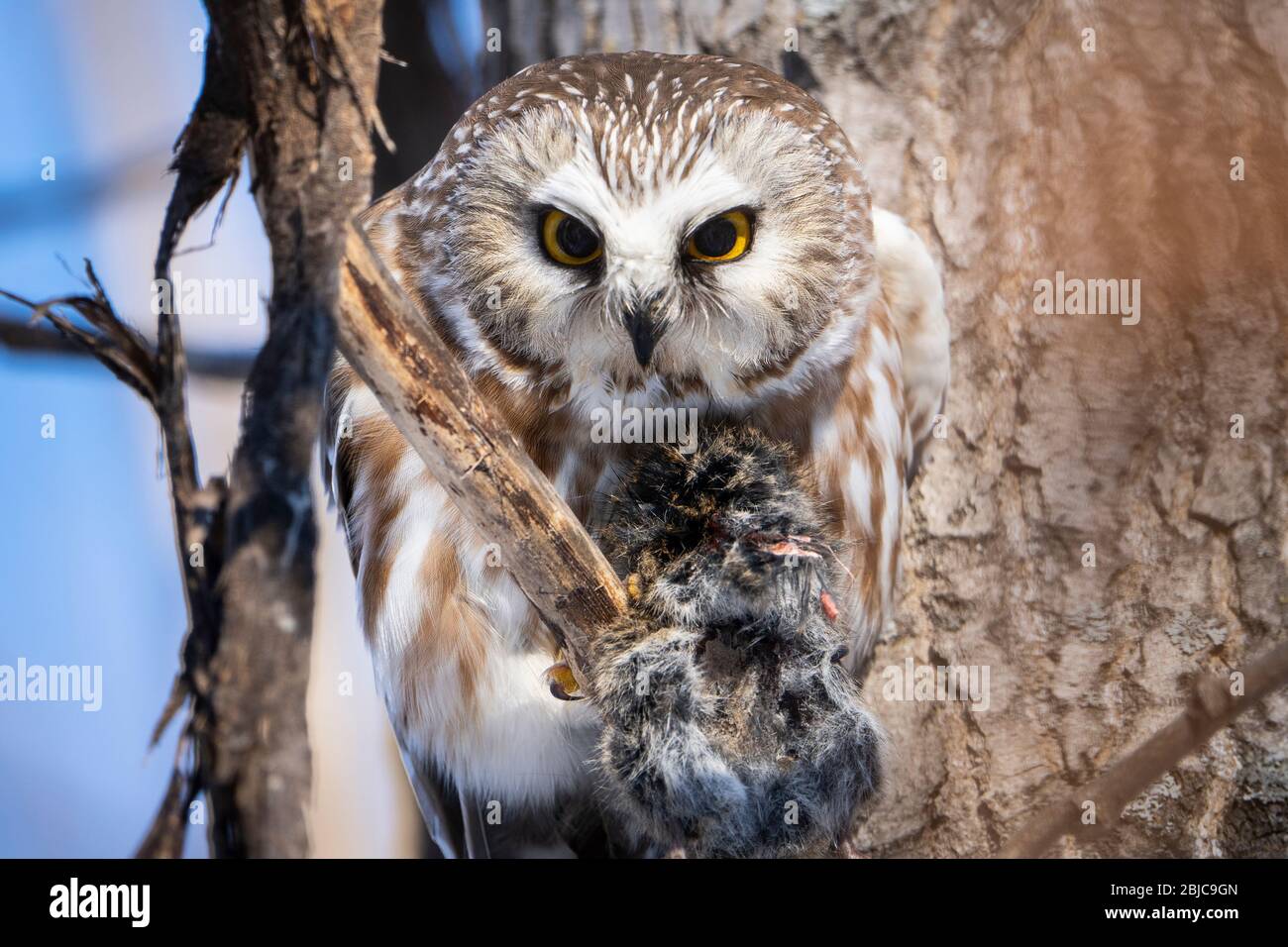 Northern Saw-whet Owl perched and eating its prey during a winter morning. Stock Photo
