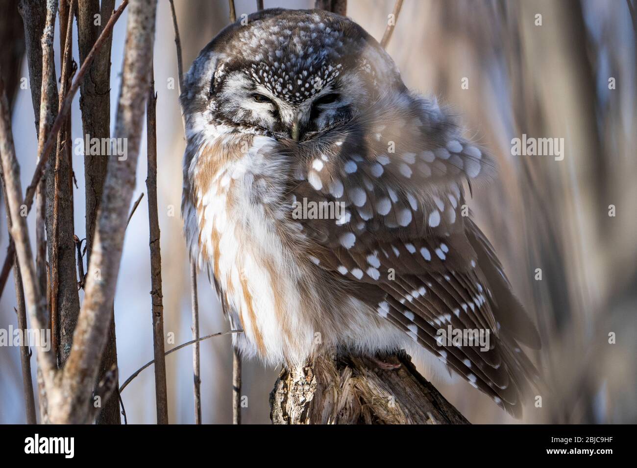 Boreal owl perched and sleeping during a winter morning. Stock Photo