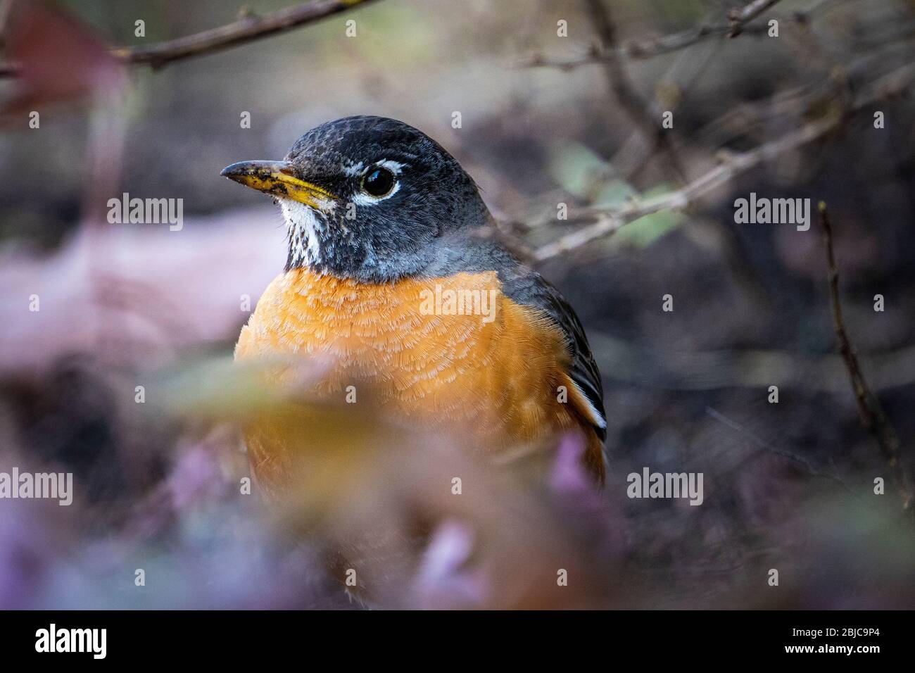 American Robin foraging for food in the grass Stock Photo