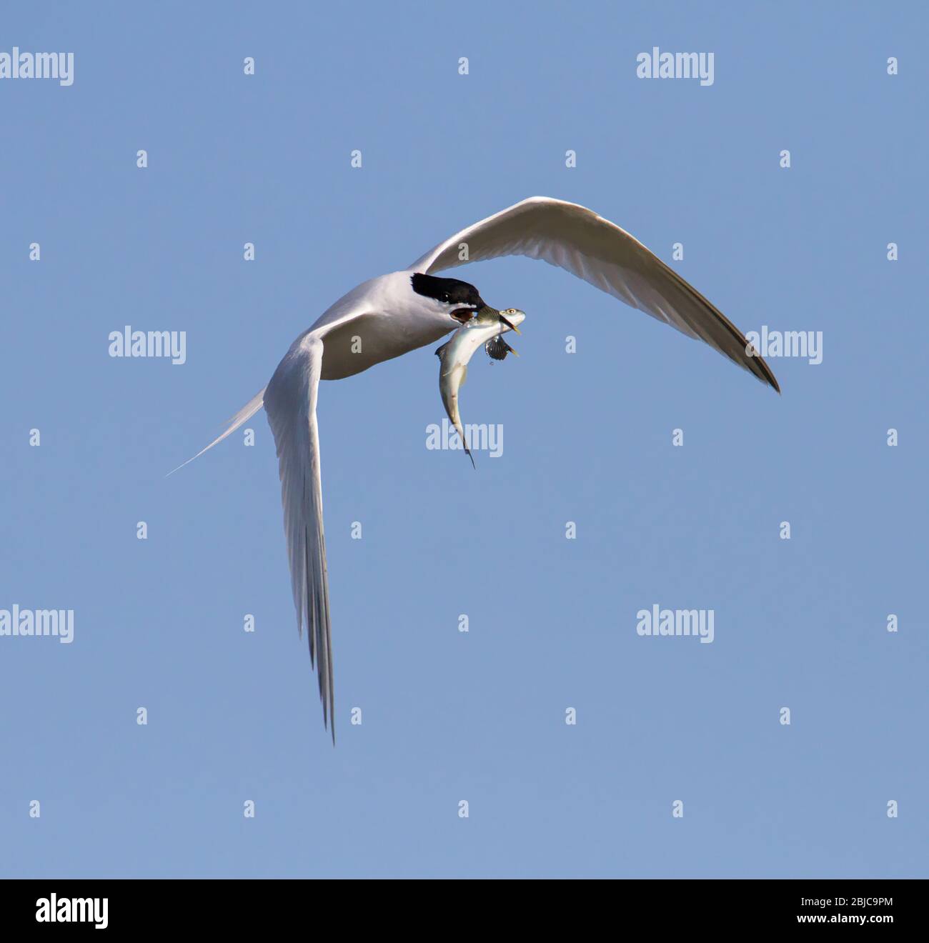 A Sandwich Tern, Sterna Sandvicensis, Taking Off After Catching Food With A River Trout In Its Beak Against A Background Of A Blue Sky. Taken at Stanp Stock Photo