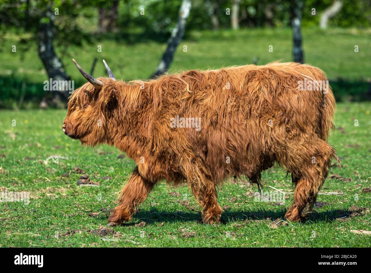 Cute red highland cow hi-res stock photography and images - Alamy