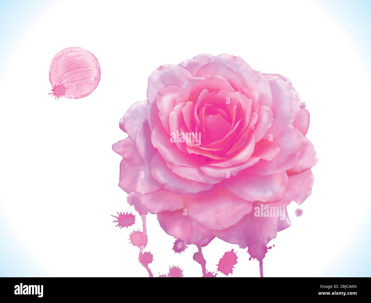 Watercolor vector pink rose. Pink rose watercolor vector illustration ...