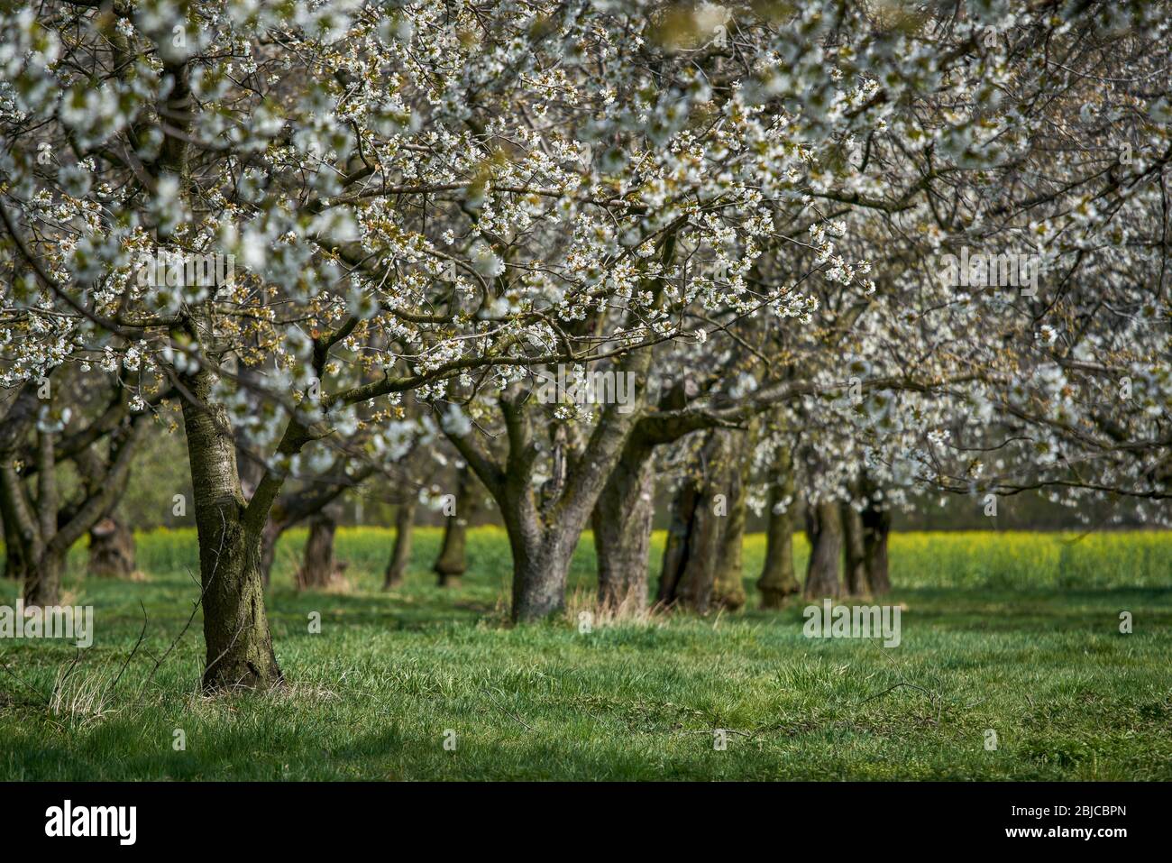Blooming cherry trees Stock Photo - Alamy