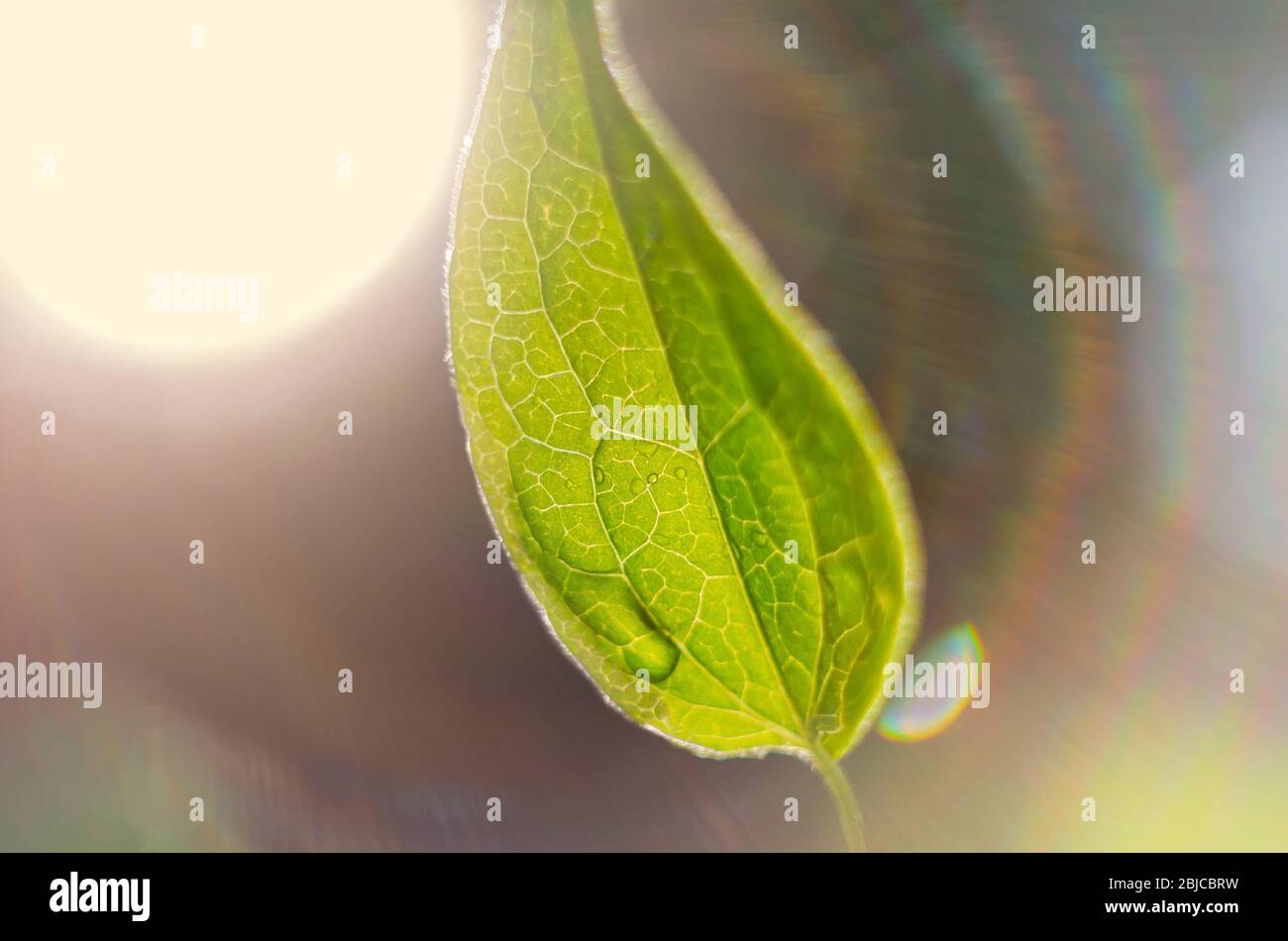 Pattern of green clematis leaf under the rainbow rays of the sun Stock Photo