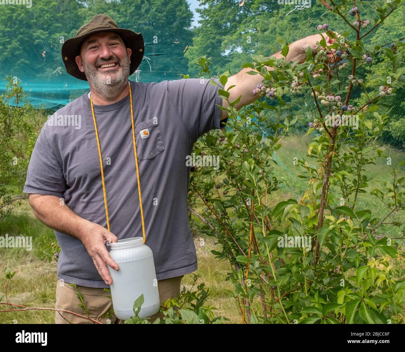 Man picking blueberries at a farm in Massachusetts Stock Photo