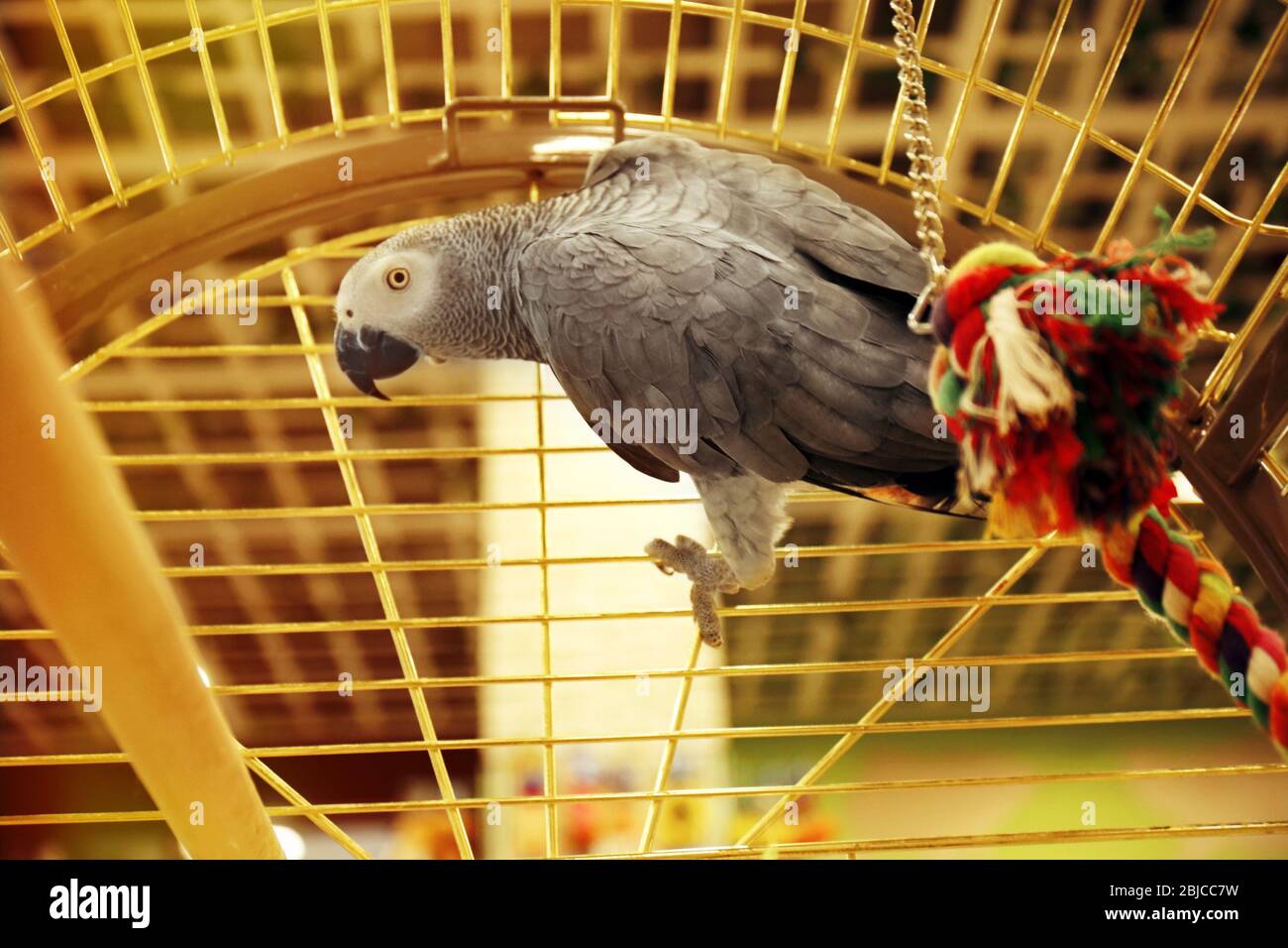 Picture of African grey parrot cage hi-res stock photography and images - Alamy