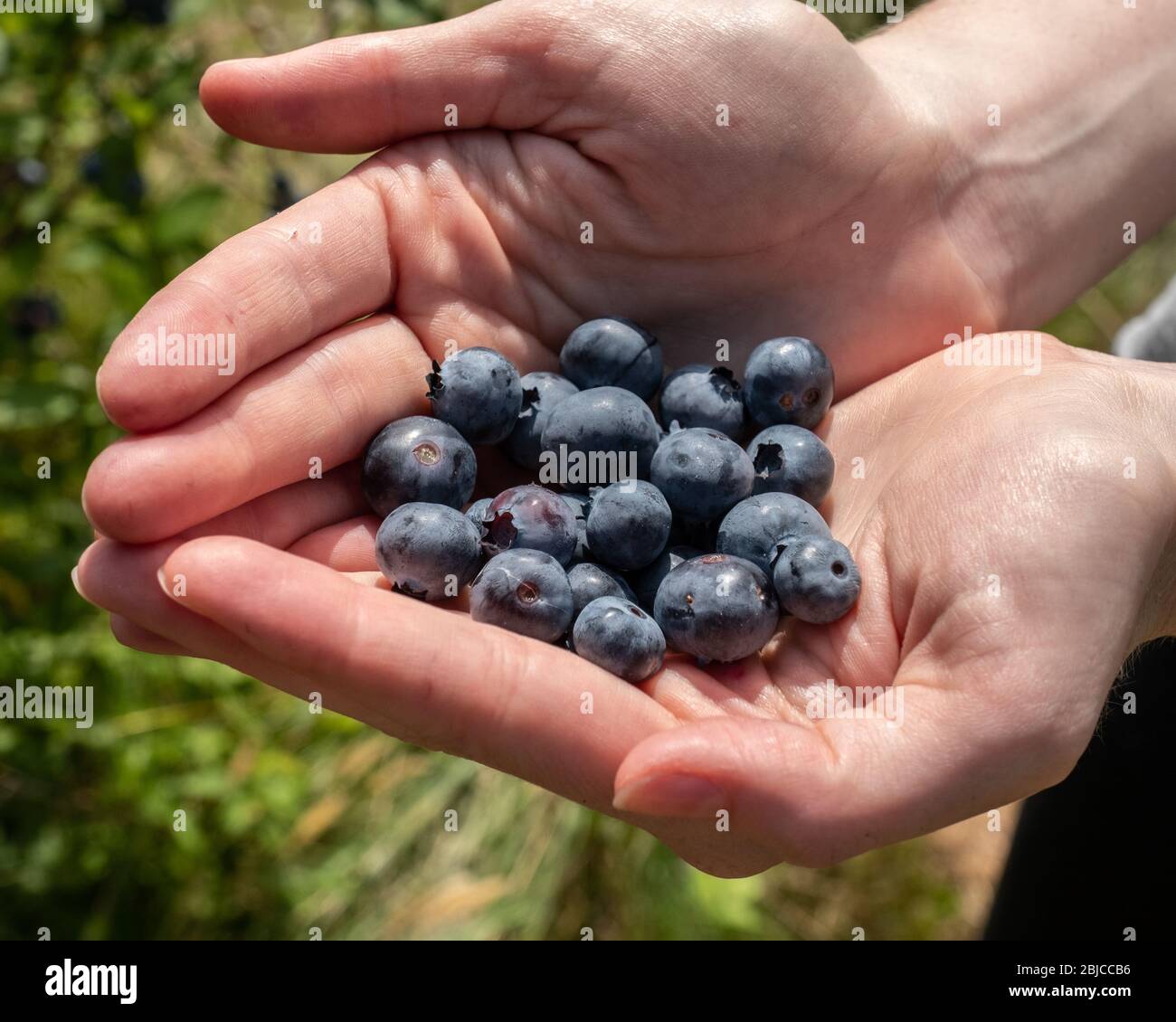 A handful of just picked blueberries Stock Photo