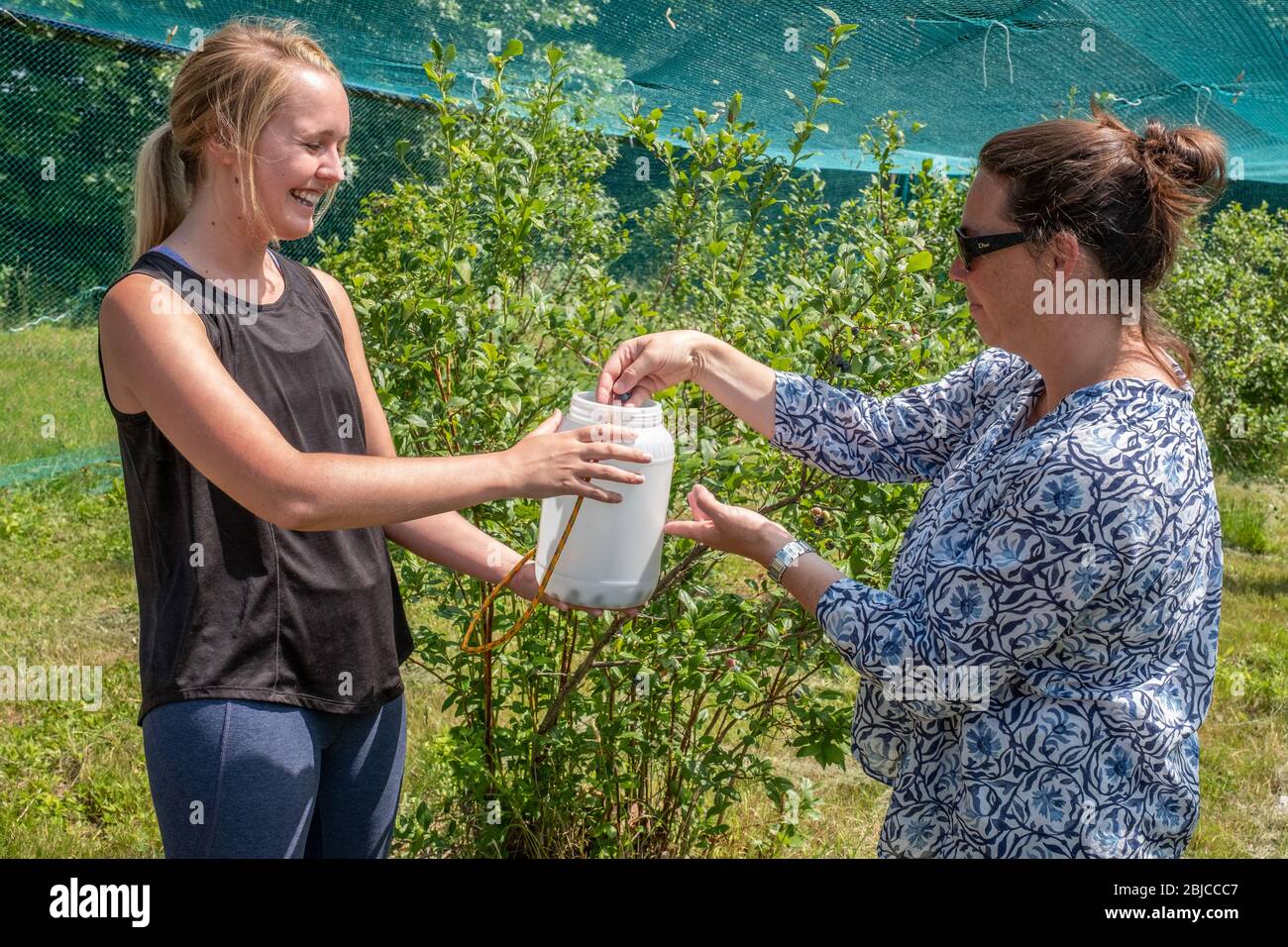 Two women at a large Community farm picking blueberries Stock Photo
