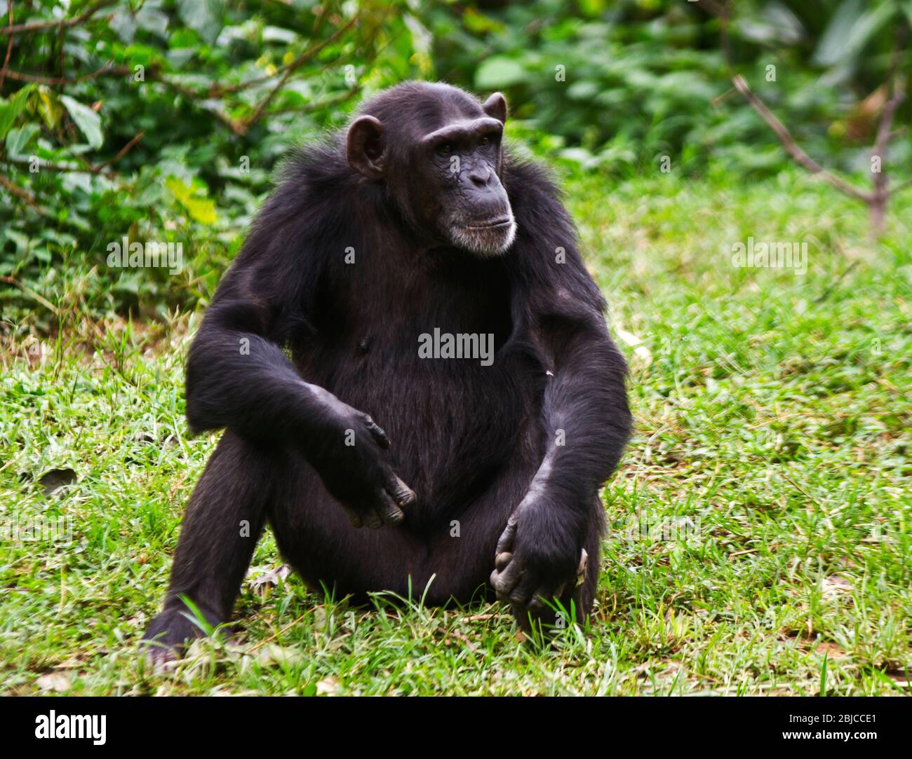 A mature female Chimpanzee relaxes during a siesta during the heat of the day. Members of the troop take it in turn to stay alert and ready to warn al Stock Photo