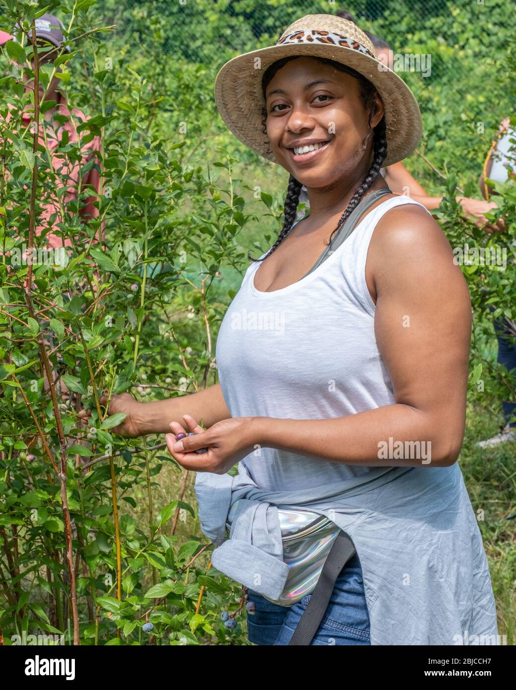 Woman at a large Community farm picking blueberries Stock Photo