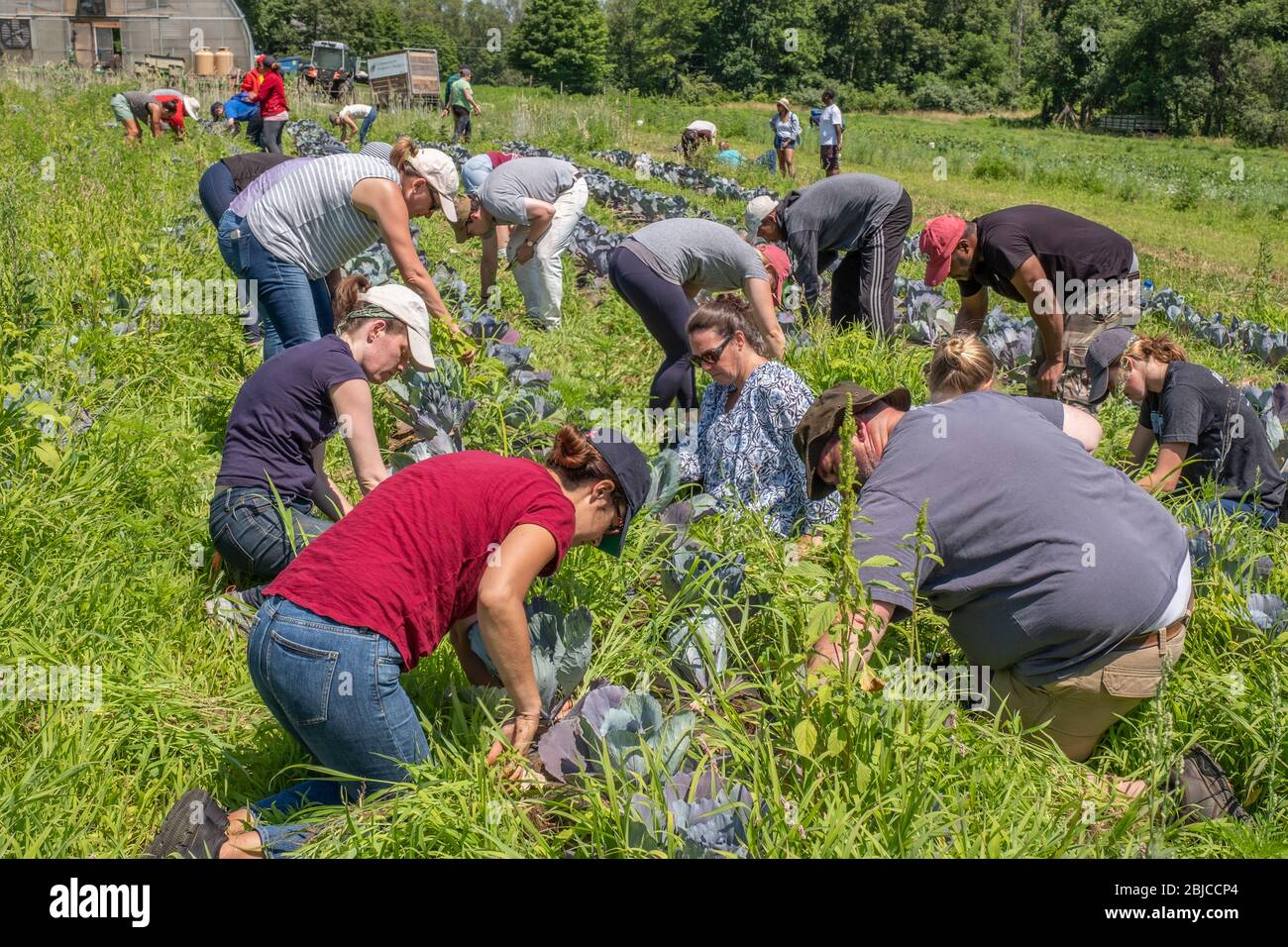 Volunteers working at a large Community farm Stock Photo