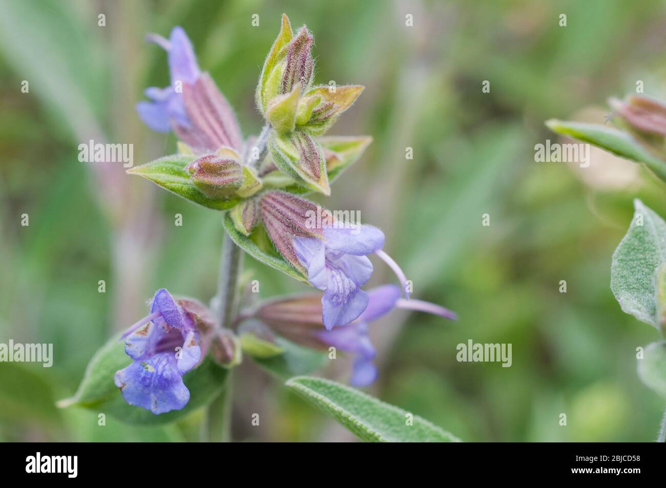 Common sage (salvia officinalis) in bloom during spring with beautiful ...