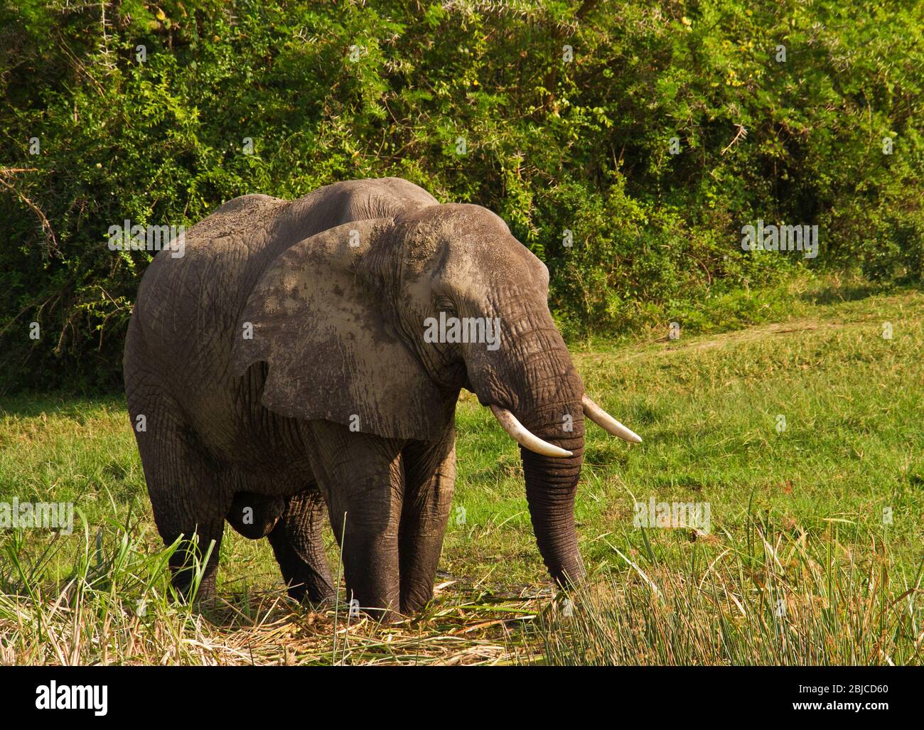 An Elephant Bull Casually Eats Reeds On The Edge Of The Kazinga