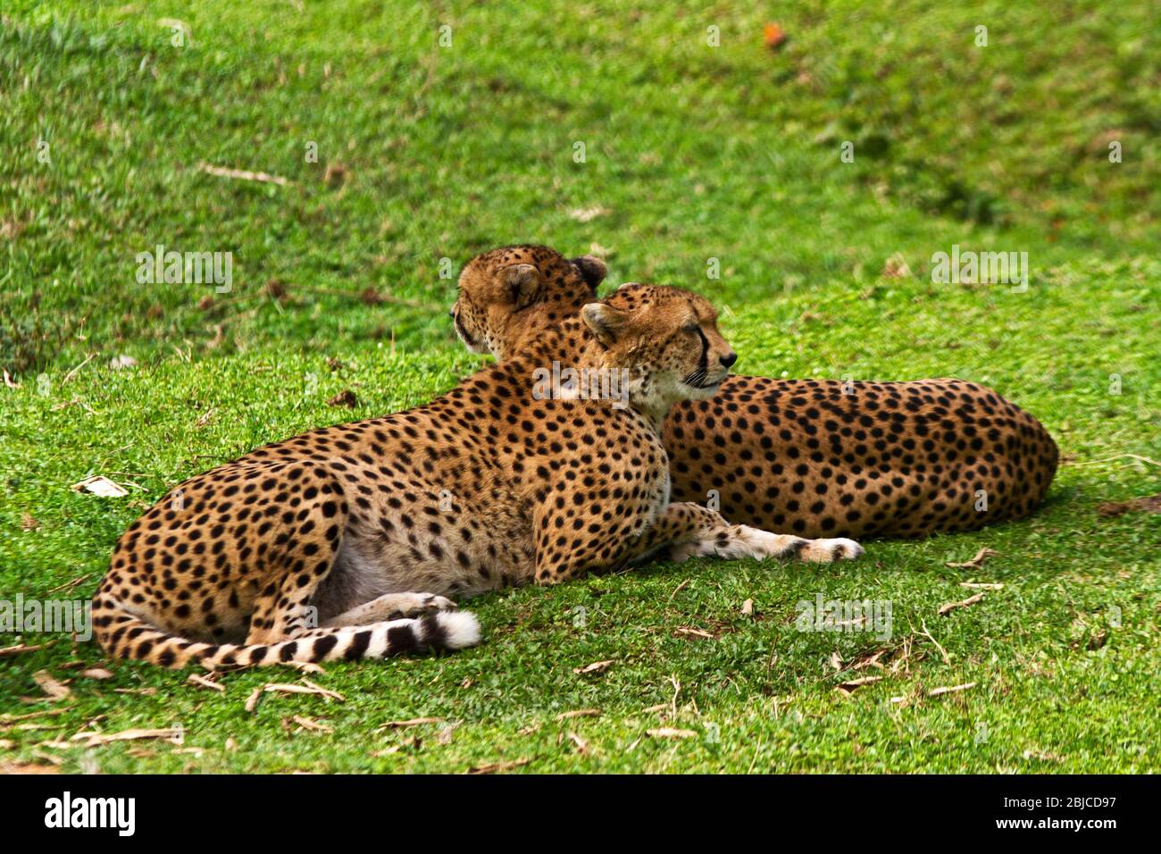 A pair of Cheetah brothers rest after a big meal but have to remain vigilant to possible threats and danger particularly from other predators. Stock Photo