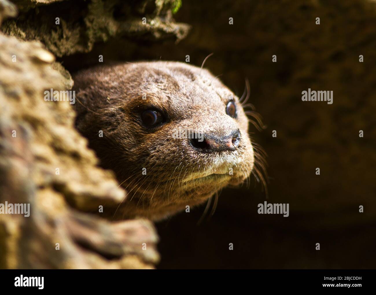 A Spotted-necked Otter peers warily out from the entrance to hit's den or holt. These small otters are specialised fish eaters and depend on clear fre Stock Photo