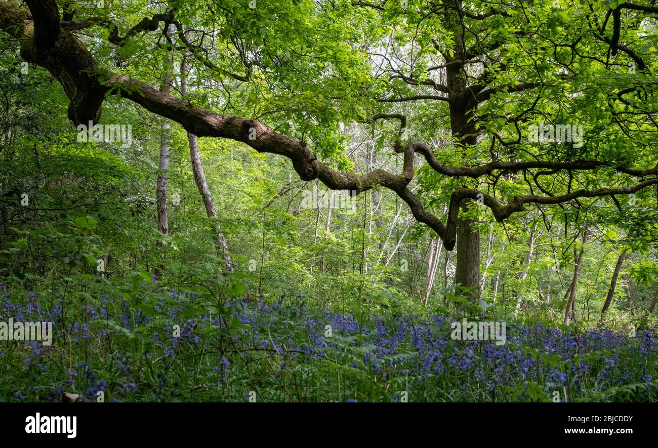 Bluebells in springtime, in Ruislip Woods National Nature Reserve, Hillingdon UK. Stock Photo