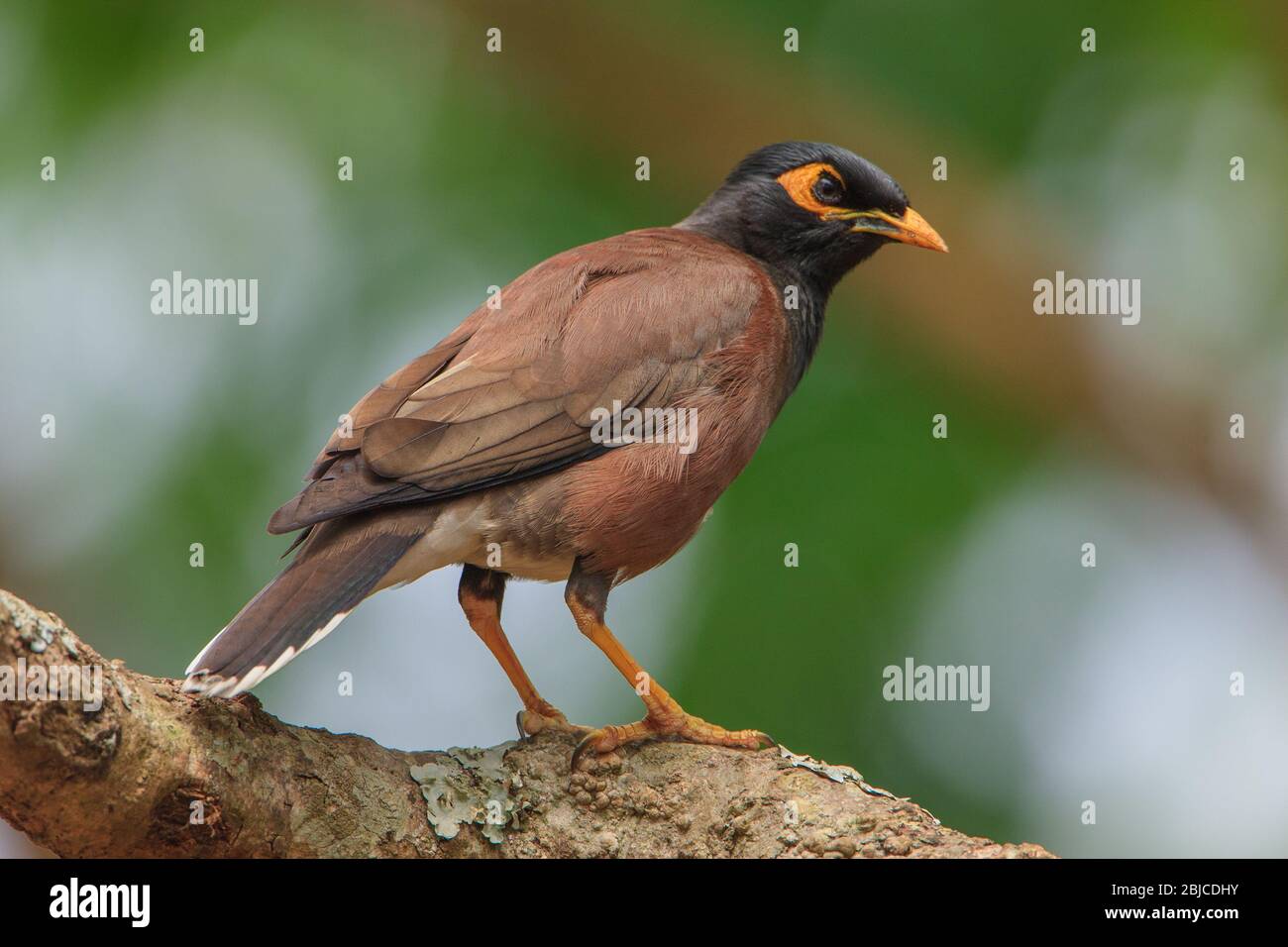 A Common Myna sitting on a branch of a tree Stock Photo - Alamy