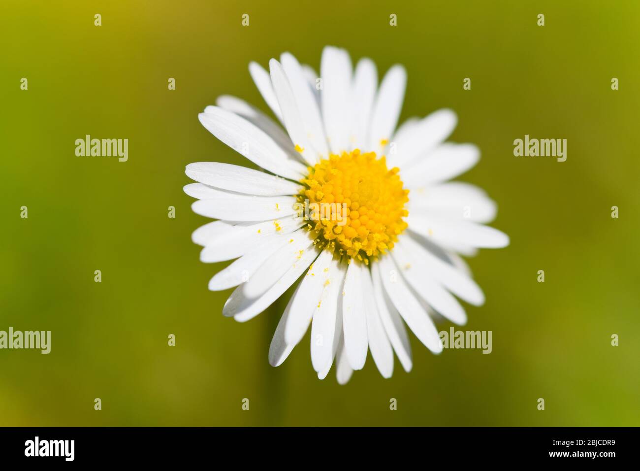 common daisy or bellis perennis Stock Photo