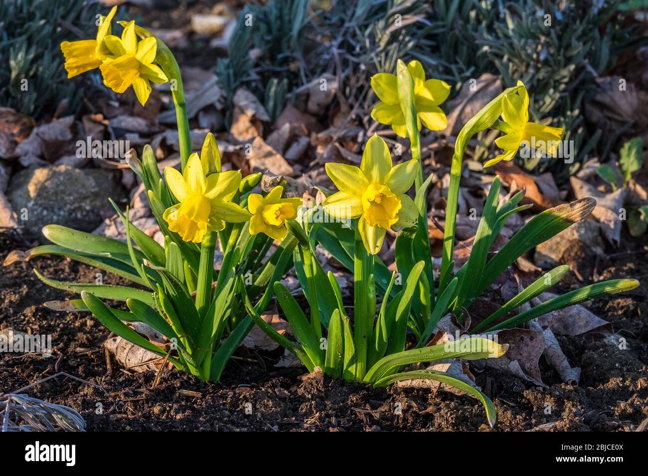 Daffodils growing in a garden Stock Photo Alamy