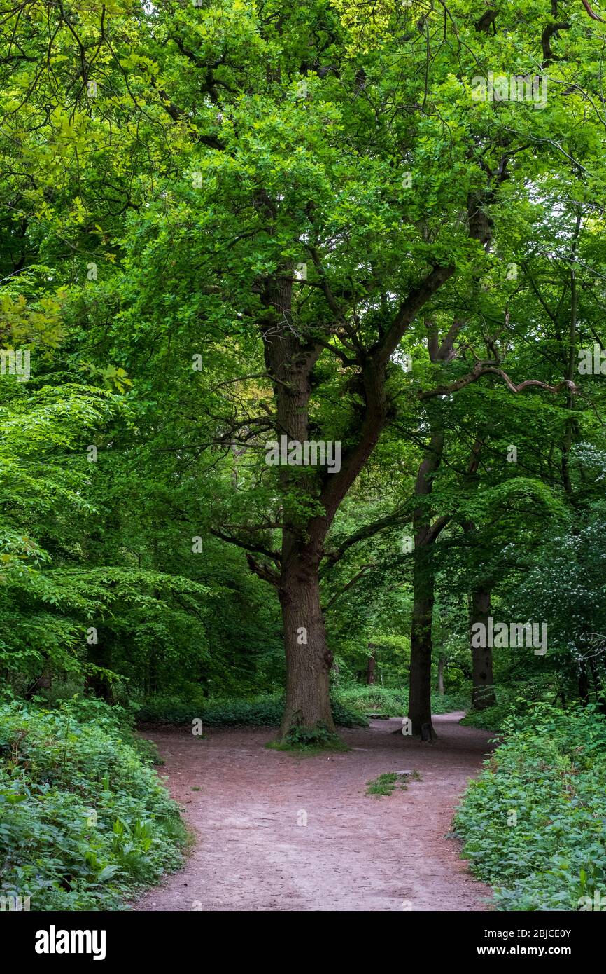 Oak tree in Ruislip Woods National Nature Reserve, Greater London, UK