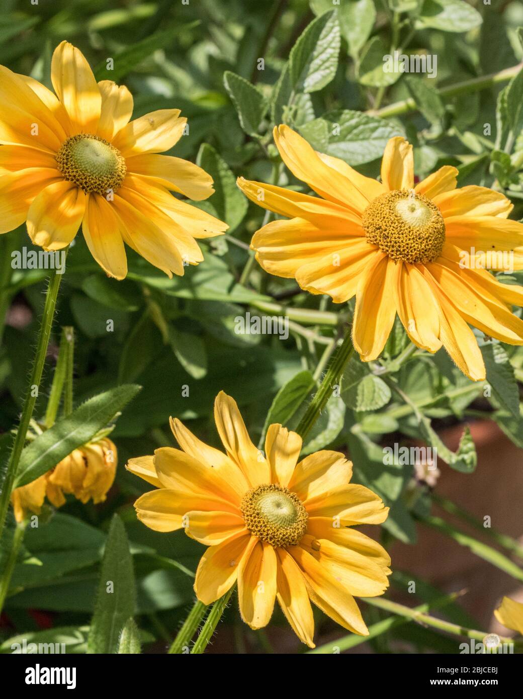 Yellow rubeckia flower Stock Photo