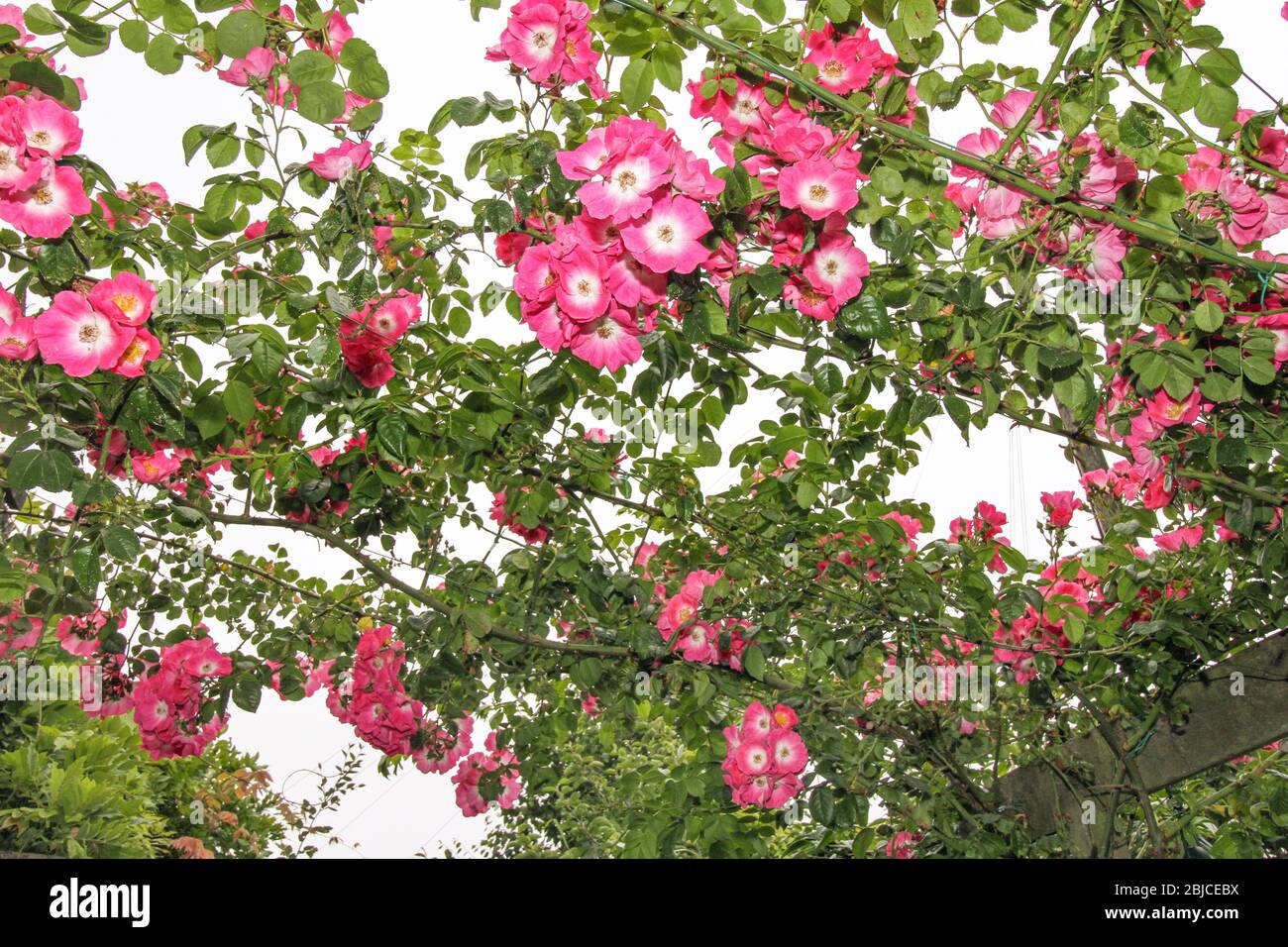 Rambling roses on a trellis and wires offer a colourful shade in a small  garden Stock Photo - Alamy