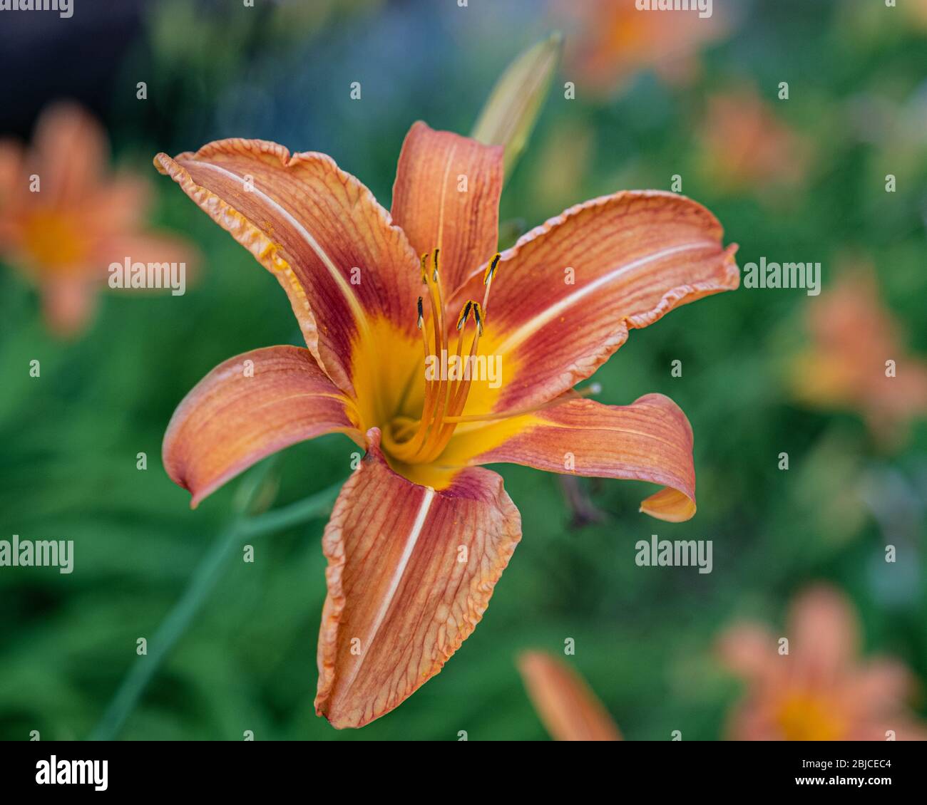 Beautiful day lily in a garden Stock Photo