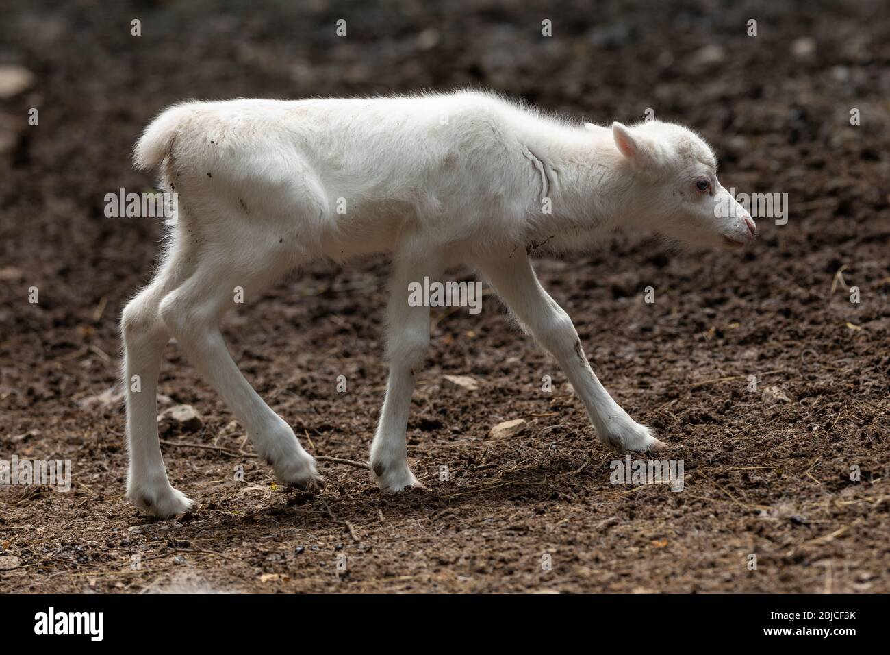 Baby reindeer hires stock photography and images Alamy