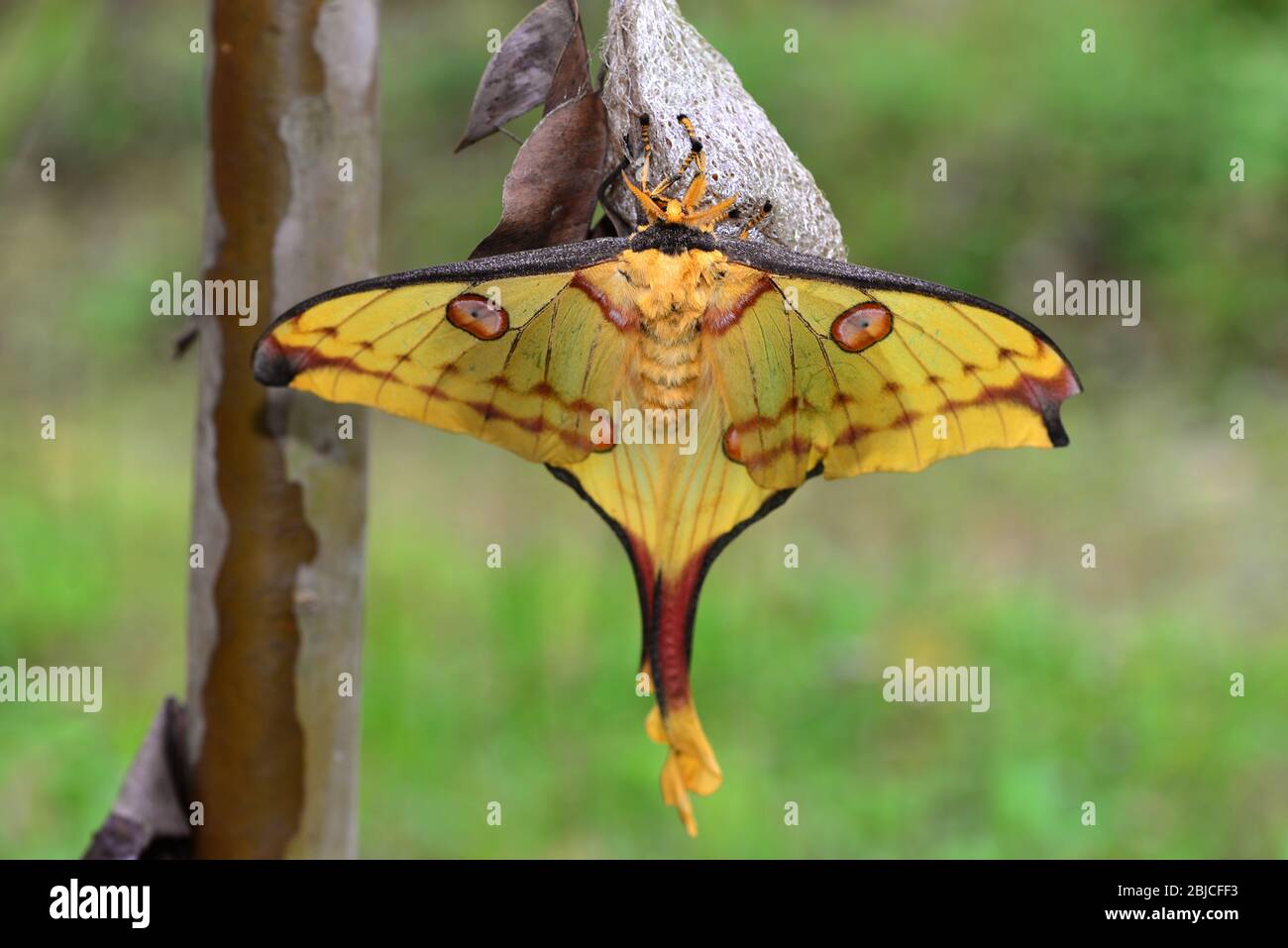 Close up of male Comet Moth or  Madagascan moon moth (Argema mittrei) standing on its cocoon. Ranomafana National Park, Madagascar Stock Photo