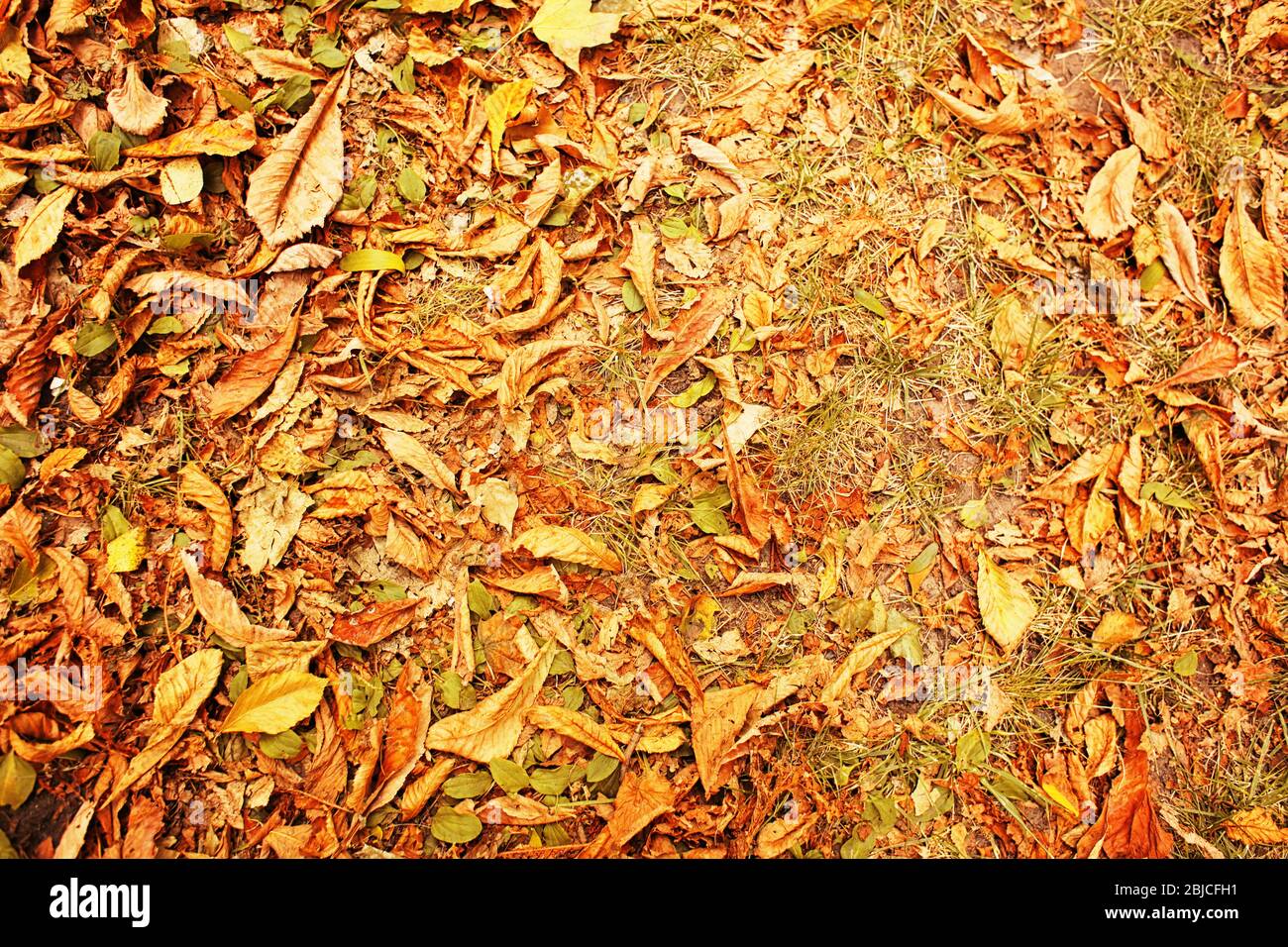 Autumn leaves on the ground background Stock Photo - Alamy