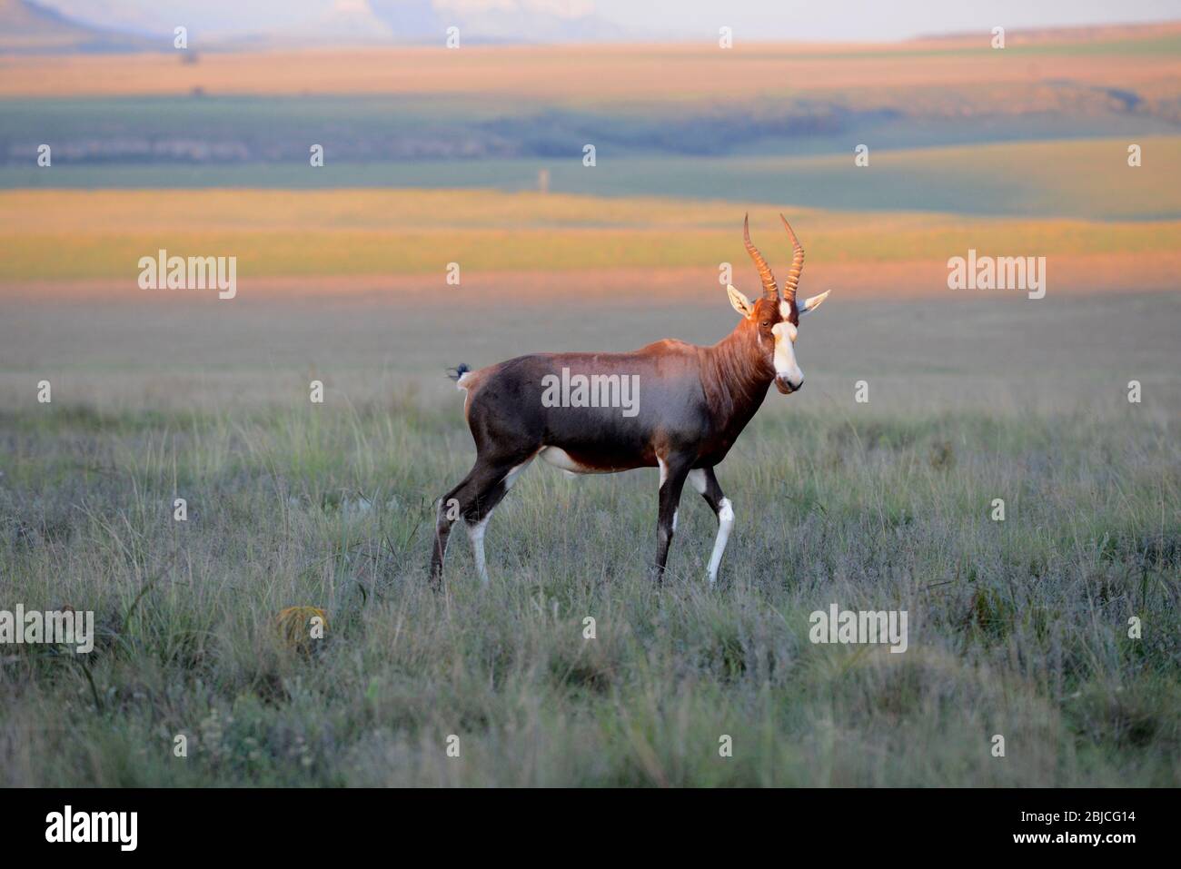 blesbok antelope in grassland of Free State province, South Africa Stock Photo
