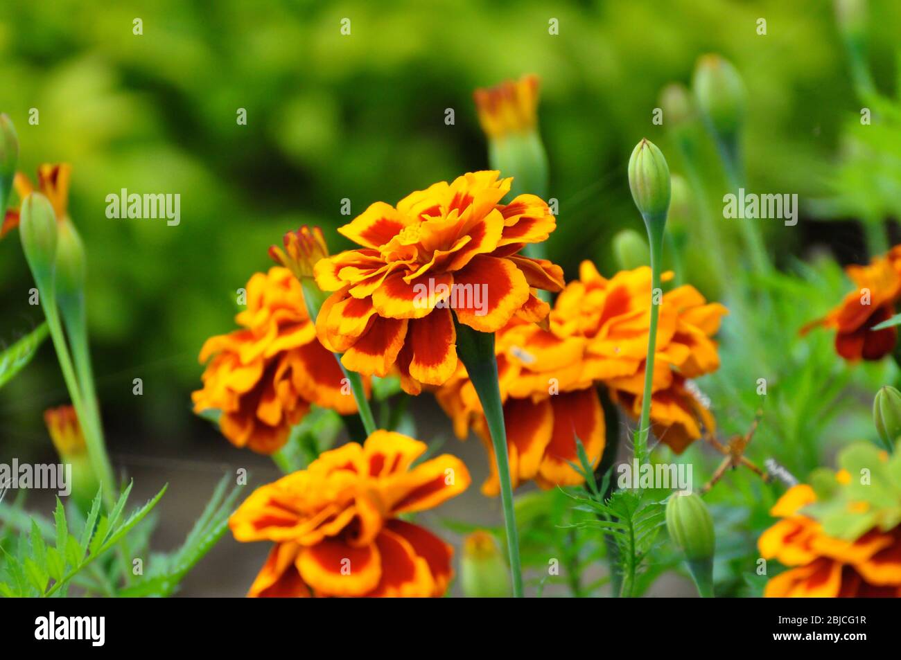 Close up of French marigold (Tagetes patula) Stock Photo