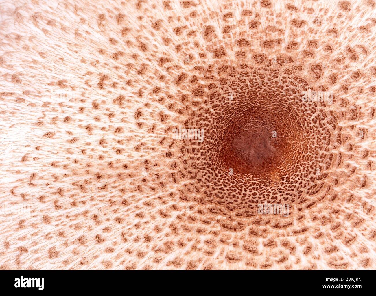 Fresh mushroom hat, cap, top centre circular texture, natural surface